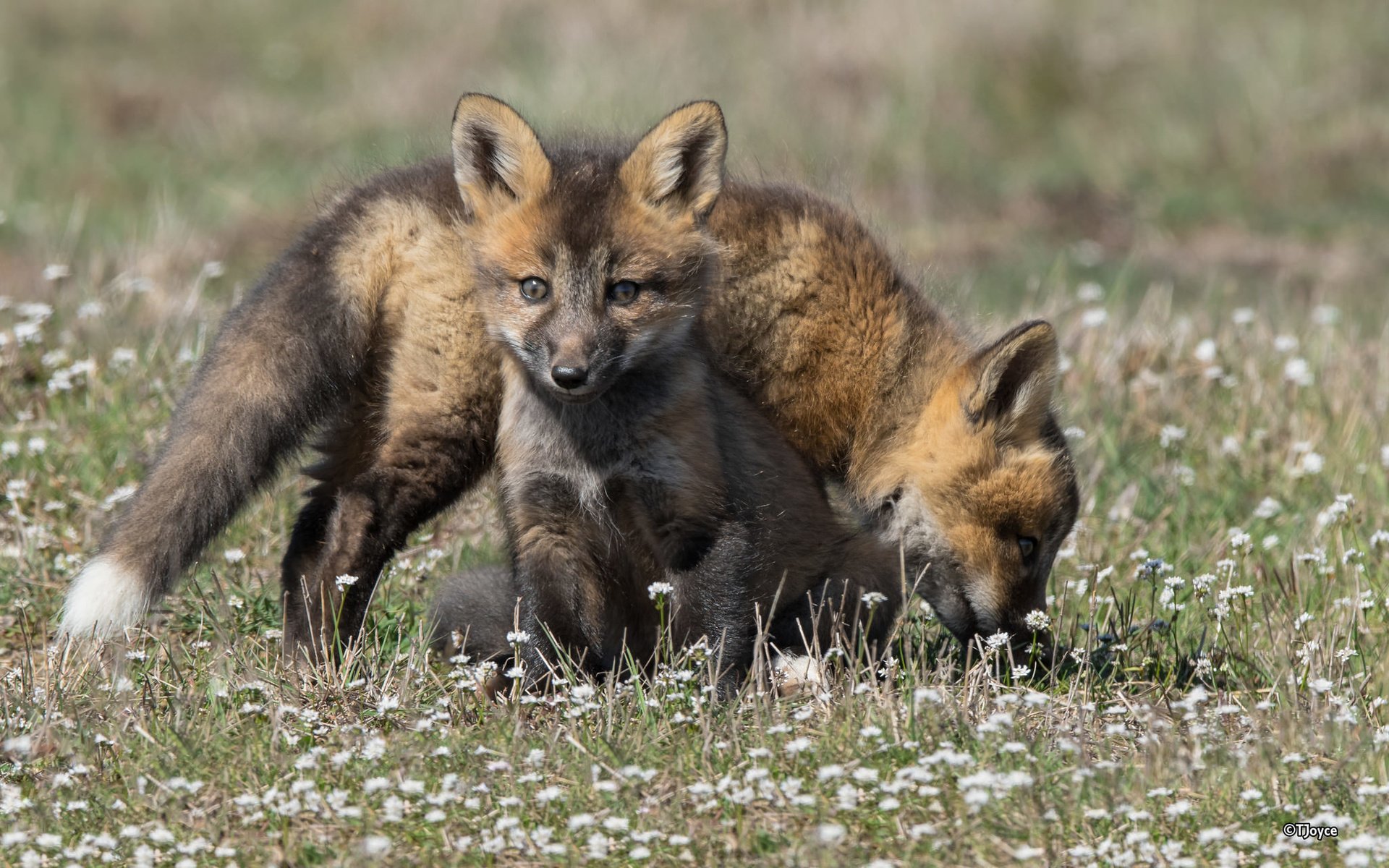 Обои семья, детеныши, лисы, family, cubs, fox разрешение 2048x1279 Загрузить