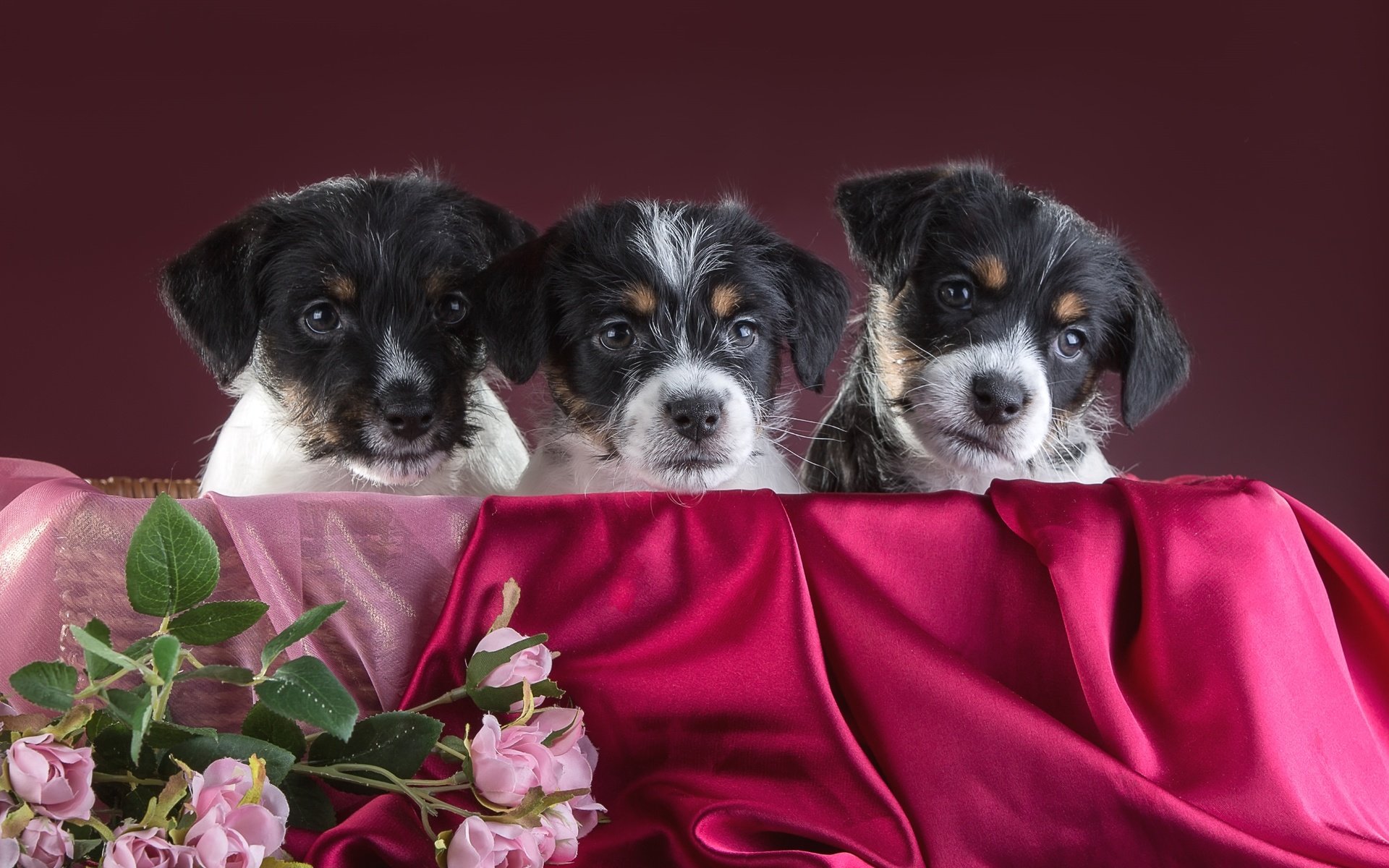Обои розы, щенки, трио, джек-рассел-терьер, roses, puppies, trio, jack russell terrier разрешение 3000x1939 Загрузить