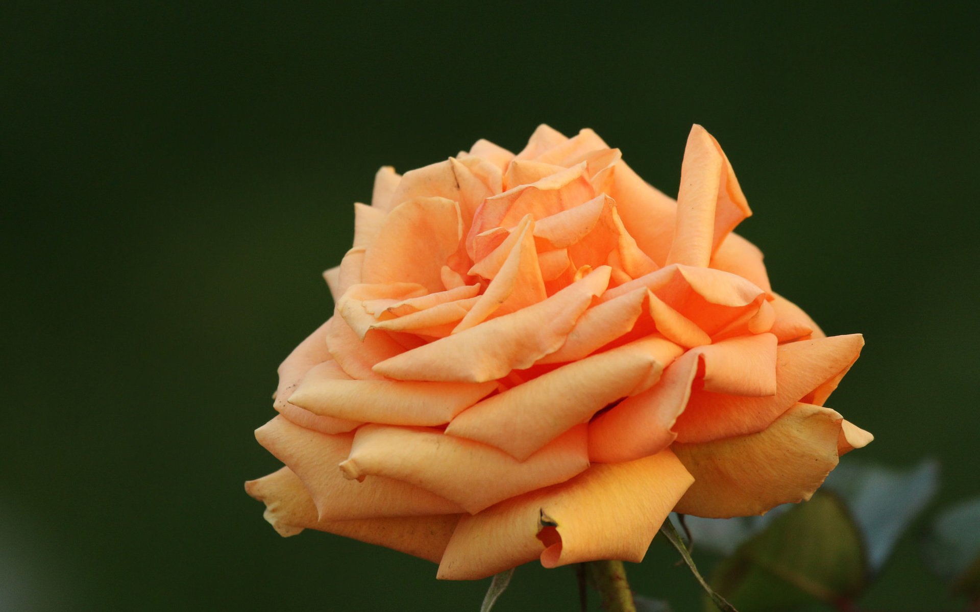 Обои цветы, роза, бутон, flowers, rose, bud разрешение 2048x1365 Загрузить