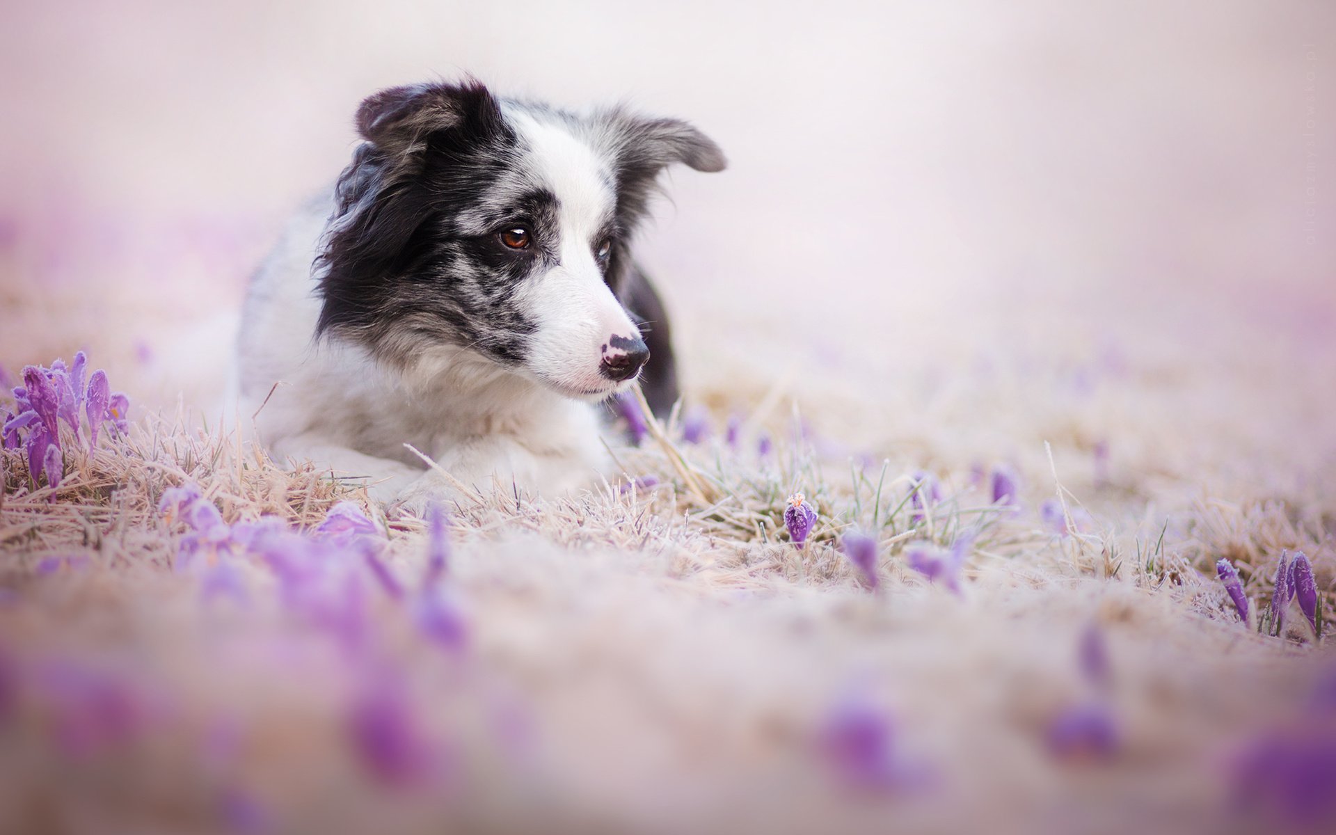 Обои цветы, взгляд, собака, друг, бордер-колли, flowers, look, dog, each, the border collie разрешение 2000x1333 Загрузить