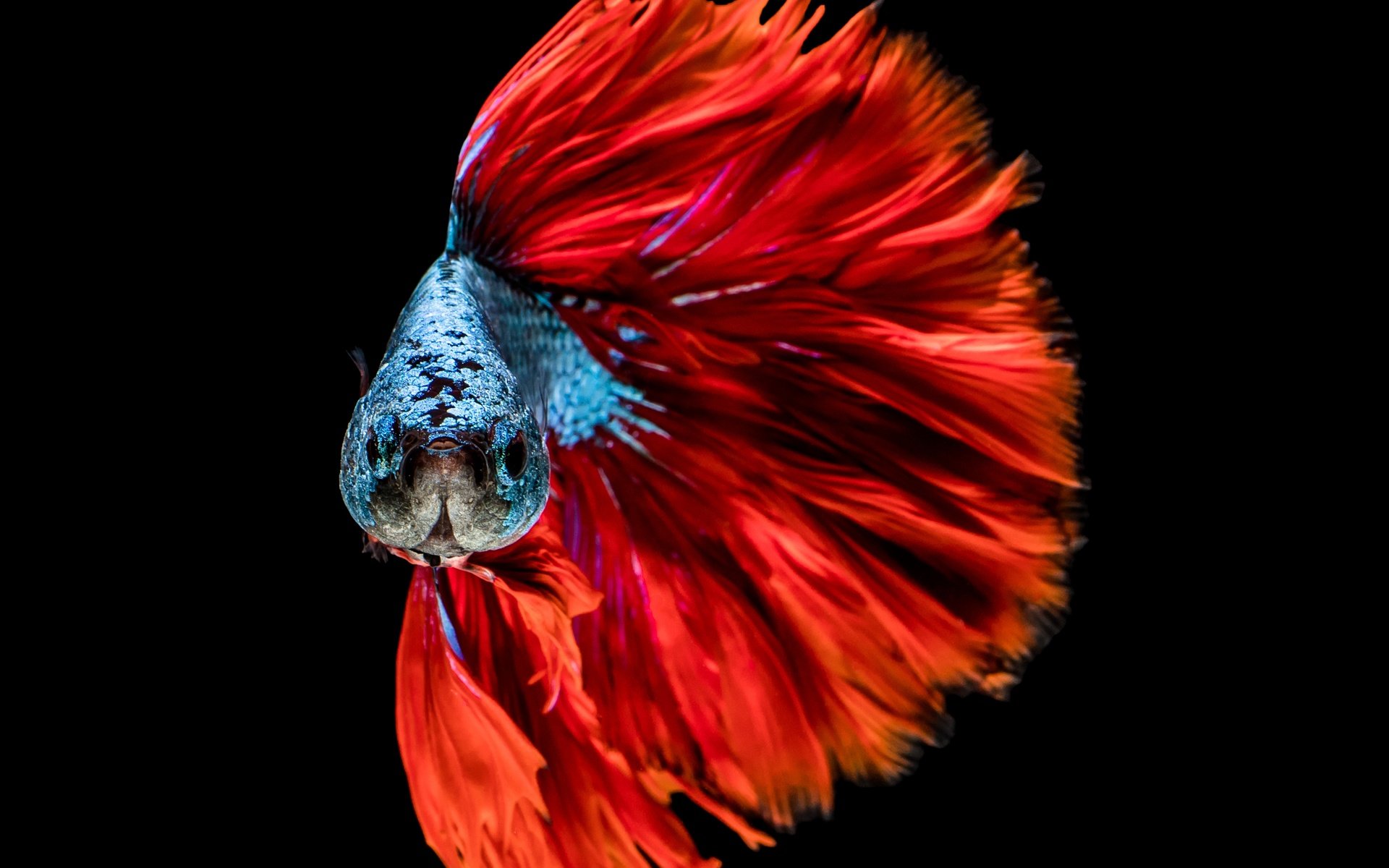 Обои расцветка, голубая, краcный, рыба, башка, colors, blue, red, fish, head разрешение 4527x4000 Загрузить