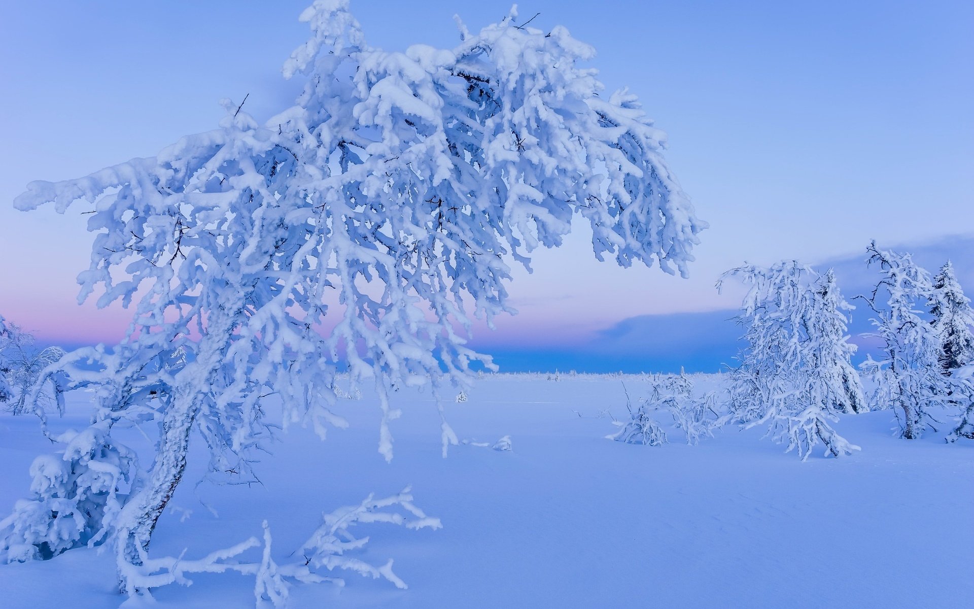 Обои снег, дерево, зима, snow, tree, winter разрешение 2048x1356 Загрузить
