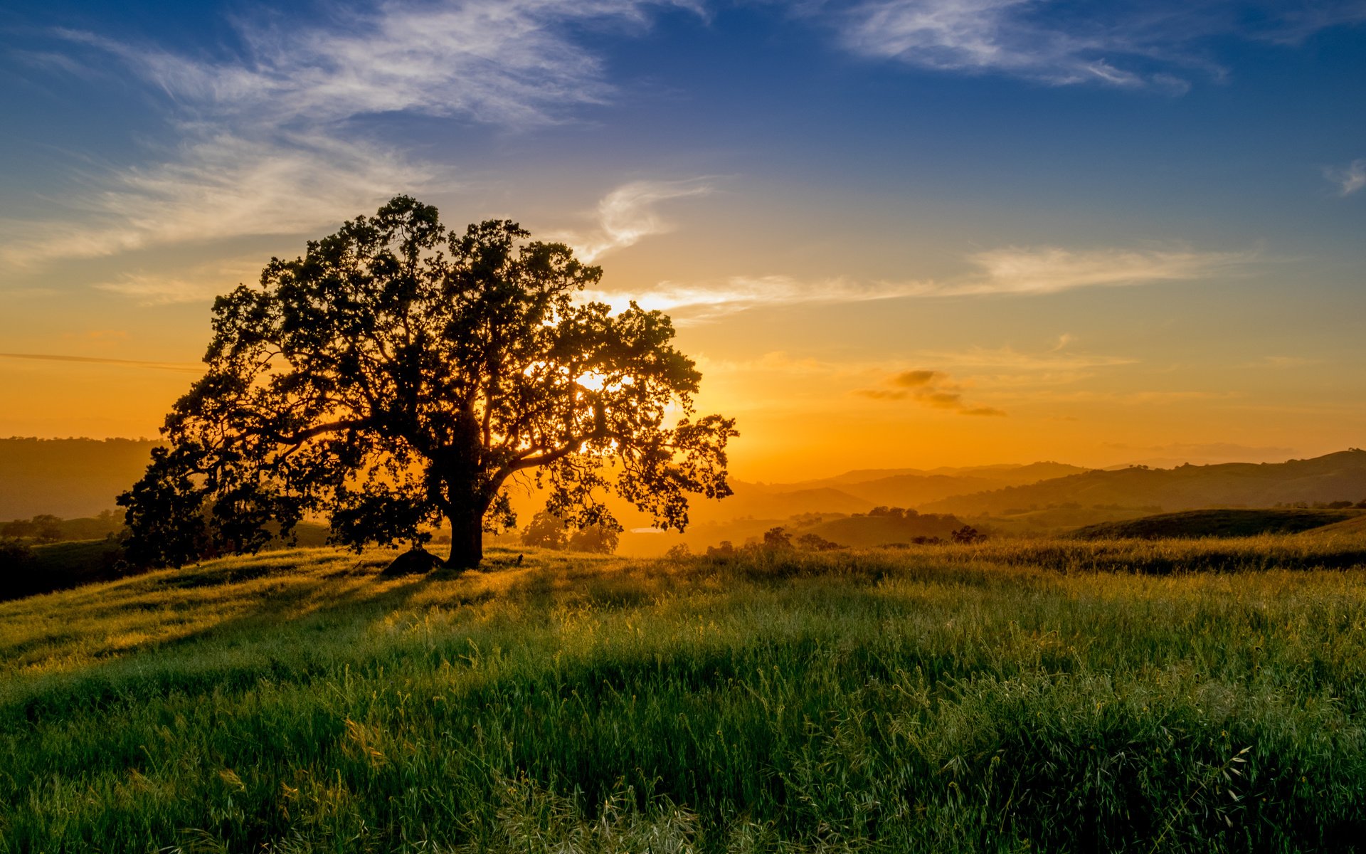 Обои небо, трава, облака, солнце, природа, дерево, закат, пейзаж, the sky, grass, clouds, the sun, nature, tree, sunset, landscape разрешение 4252x3140 Загрузить