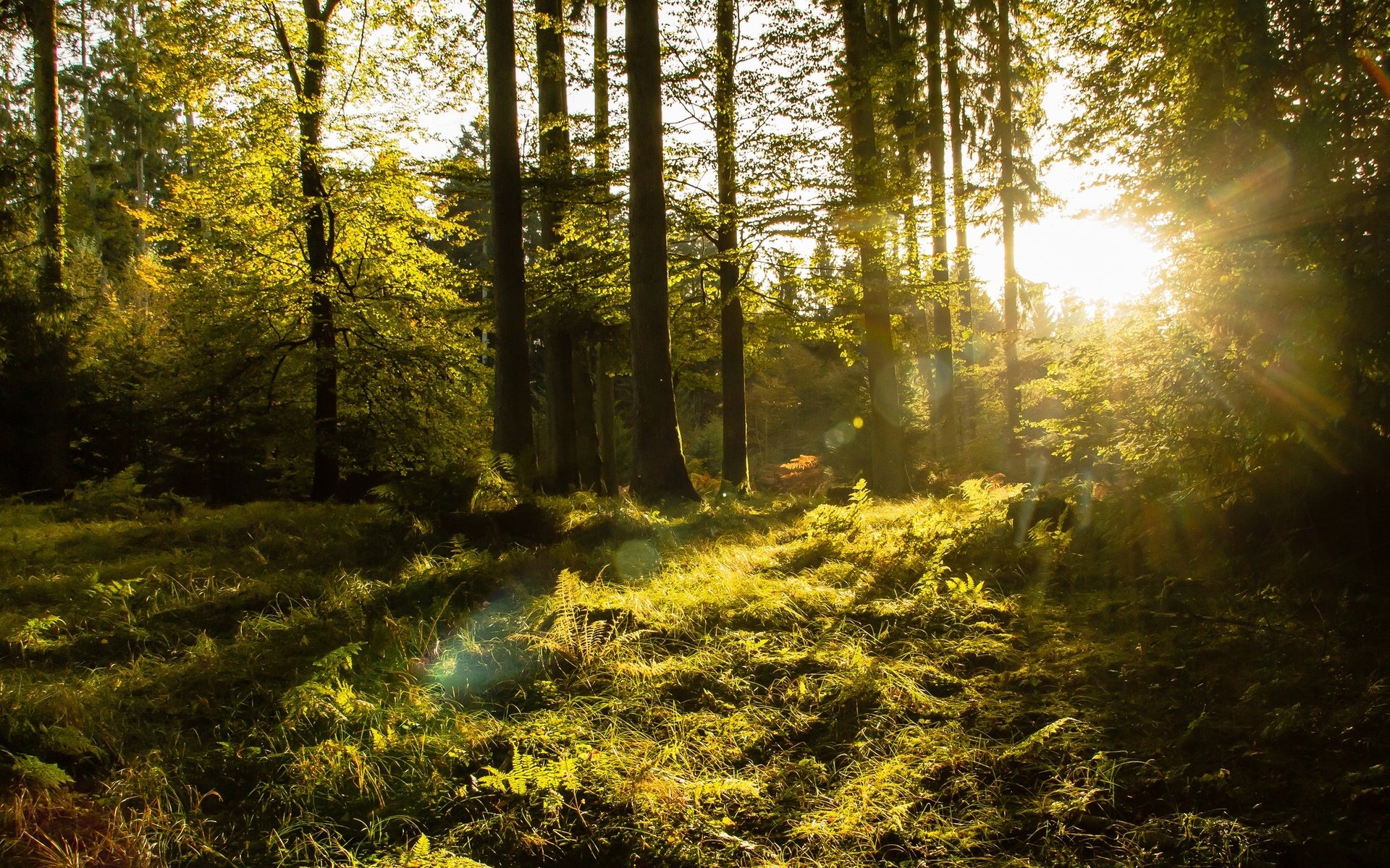 Обои деревья, лес, солнечный свет, trees, forest, sunlight разрешение 2048x1310 Загрузить