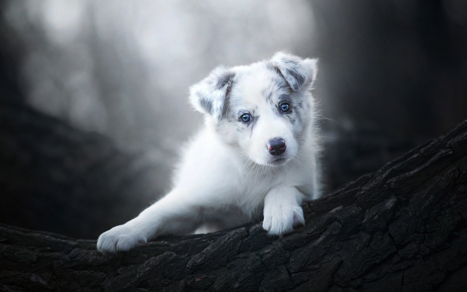 Обои животные, чёрно-белое, собака, щенок, animals, black and white, dog, puppy разрешение 2048x1365 Загрузить