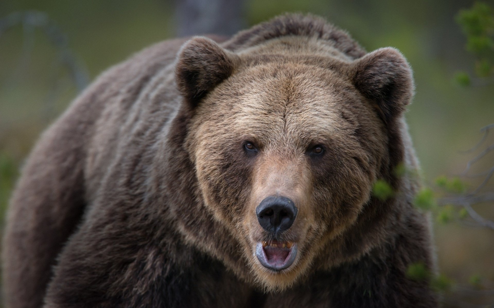 Обои морда, взгляд, медведь, животное, финляндия, face, look, bear, animal, finland разрешение 1920x1281 Загрузить