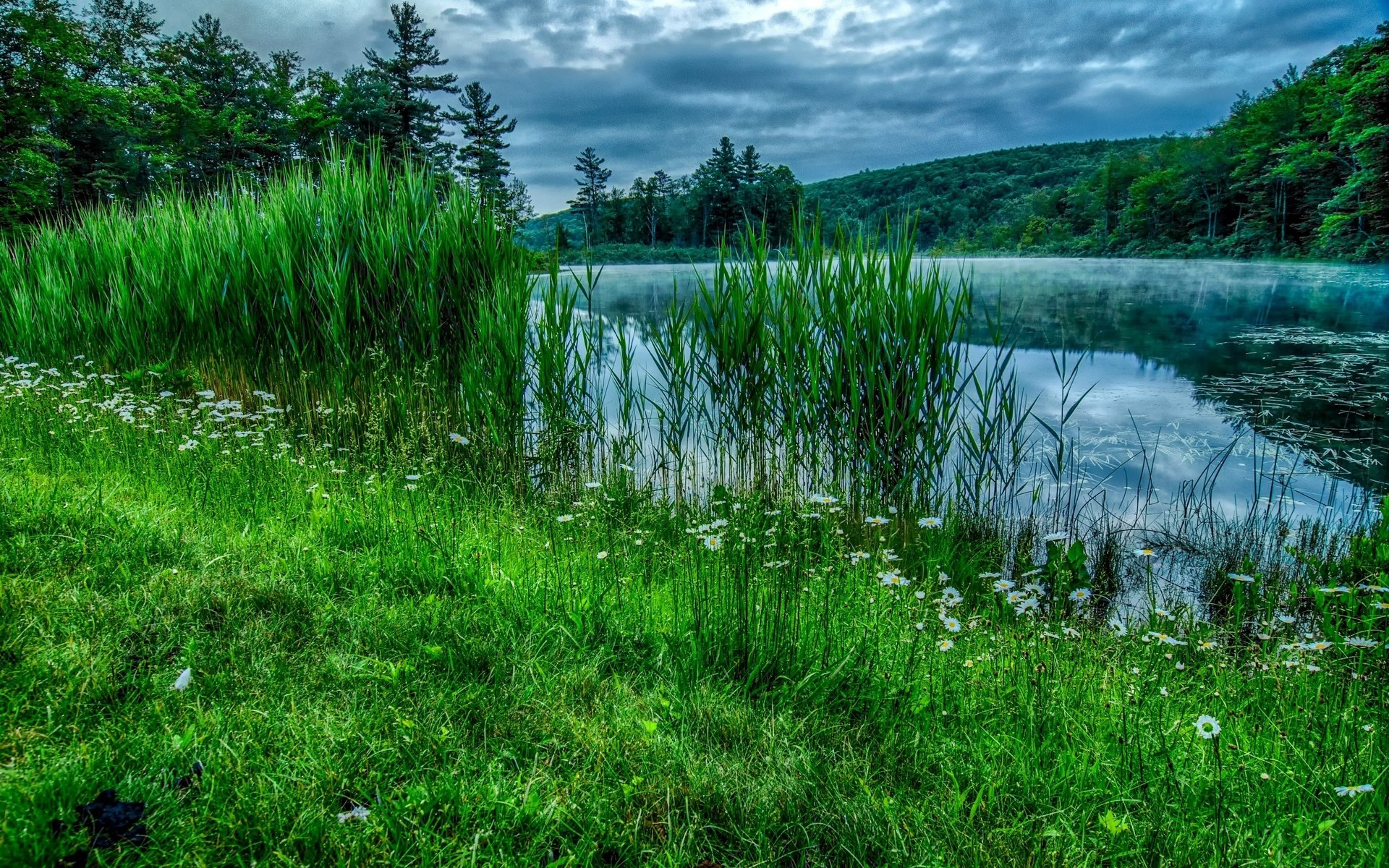 Обои небо, лето, цветы, трава, облака, деревья, река, природа, лес, the sky, summer, flowers, grass, clouds, trees, river, nature, forest разрешение 3021x2000 Загрузить