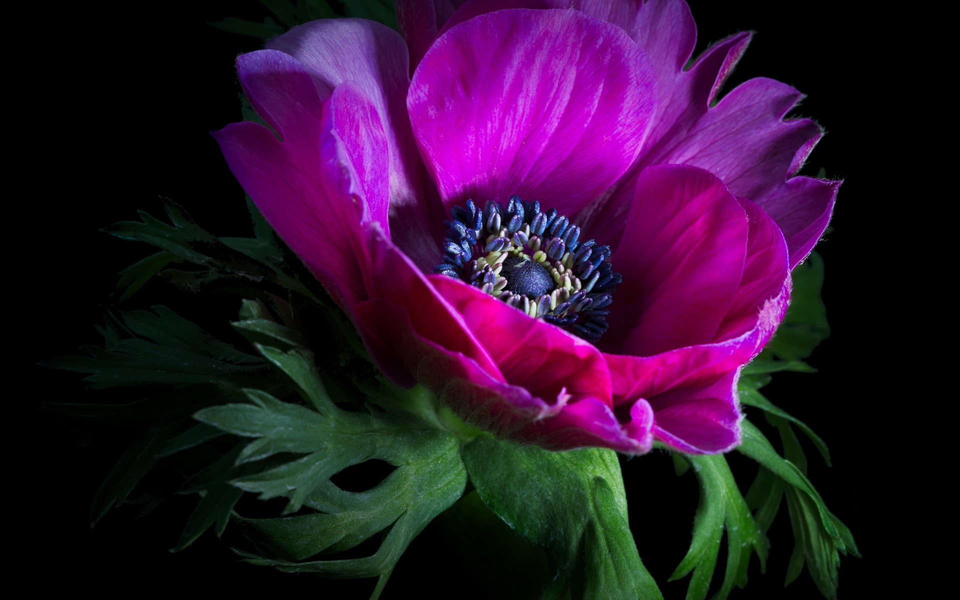 Обои цветок, лепестки, черный фон, анемон, sophiaspurgin, flower, petals, black background, anemone разрешение 4098x4098 Загрузить