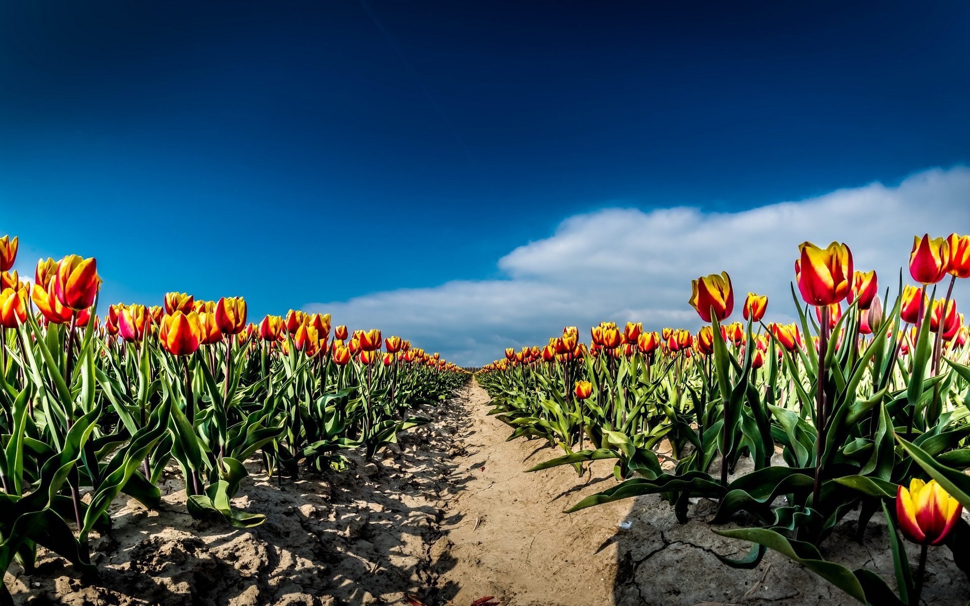 Обои небо, цветы, облака, поле, весна, тюльпаны, the sky, flowers, clouds, field, spring, tulips разрешение 2667x1440 Загрузить