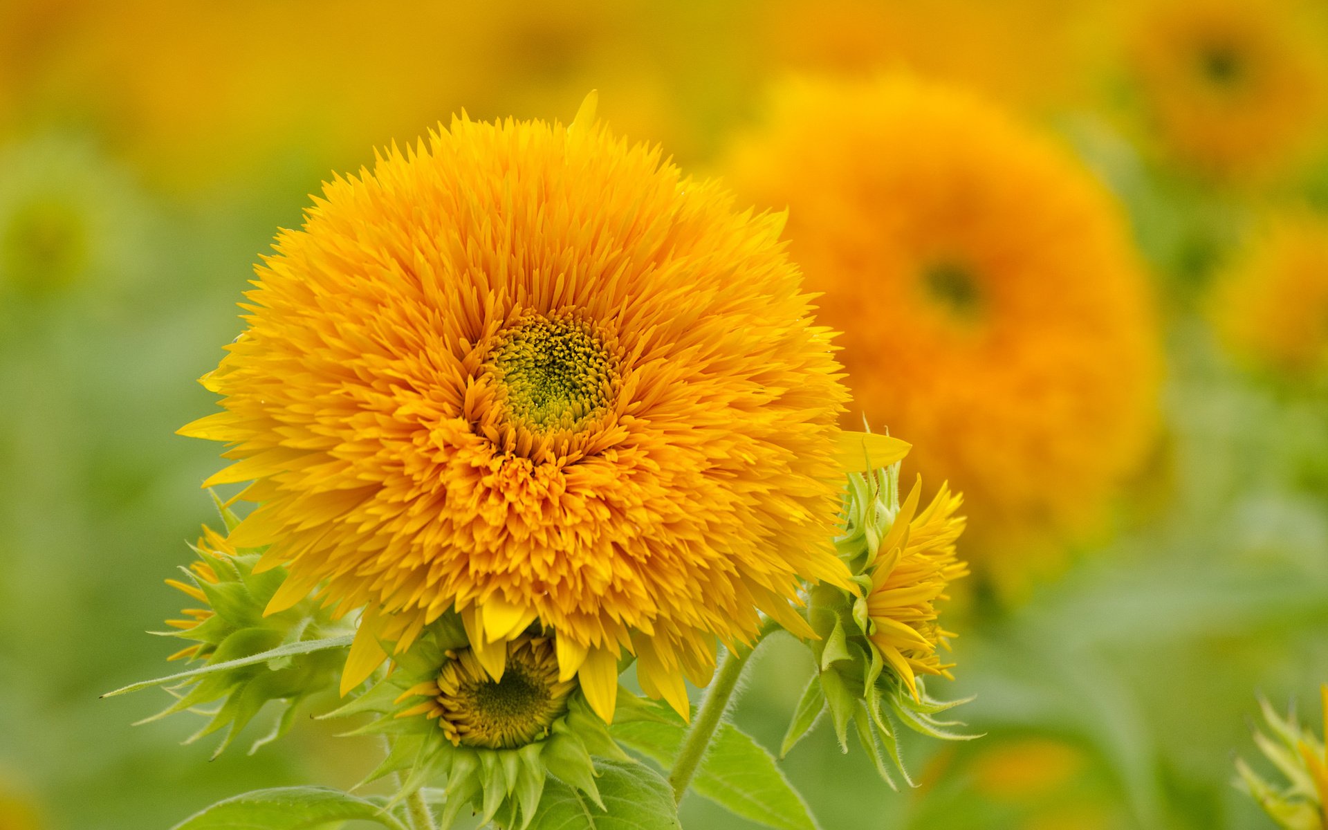 Обои цветы, природа, лепестки, подсолнухи, желтые, flowers, nature, petals, sunflowers, yellow разрешение 2048x1356 Загрузить