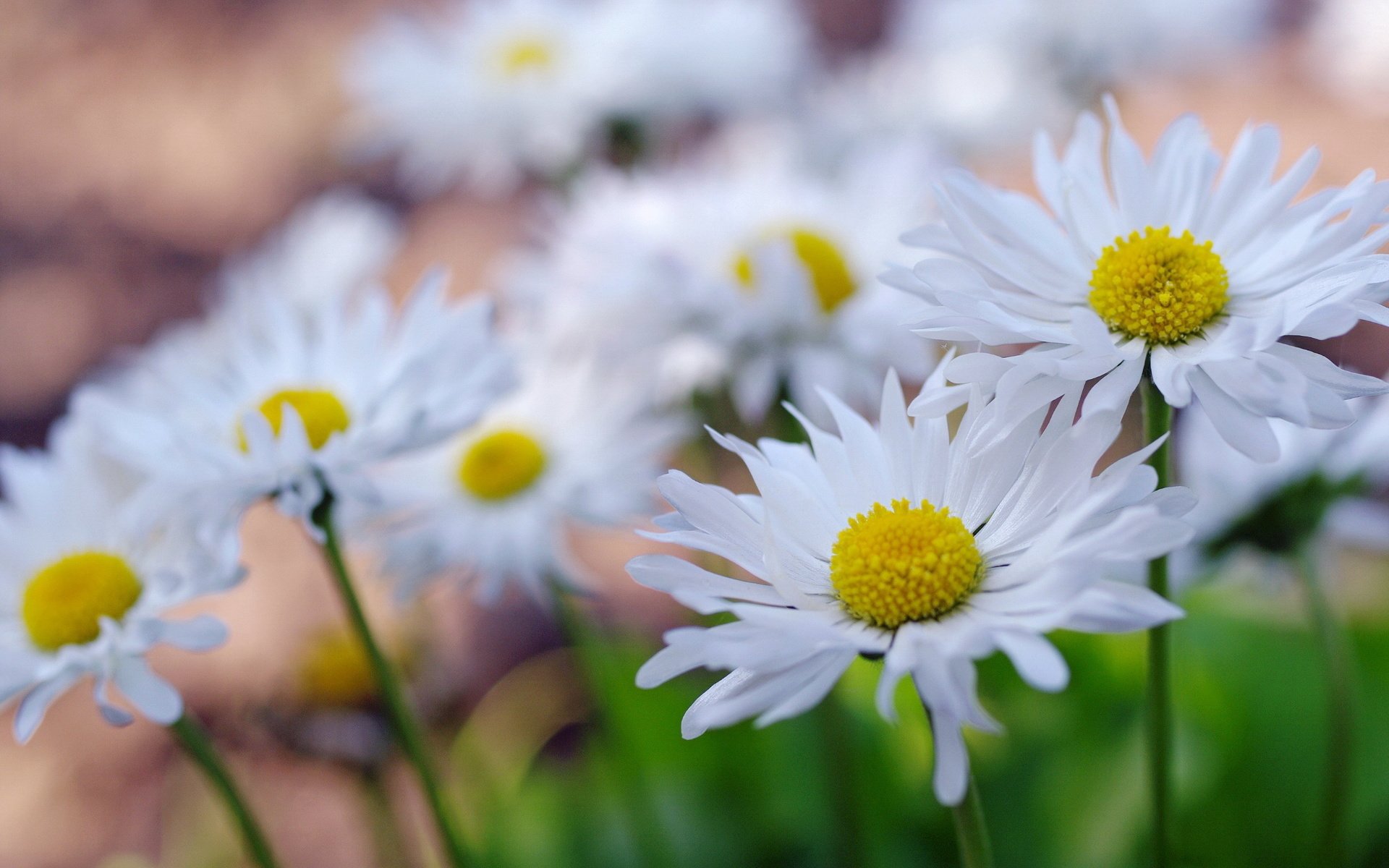 Обои макро, поле, лепестки, ромашки, macro, field, petals, chamomile разрешение 2232x1484 Загрузить