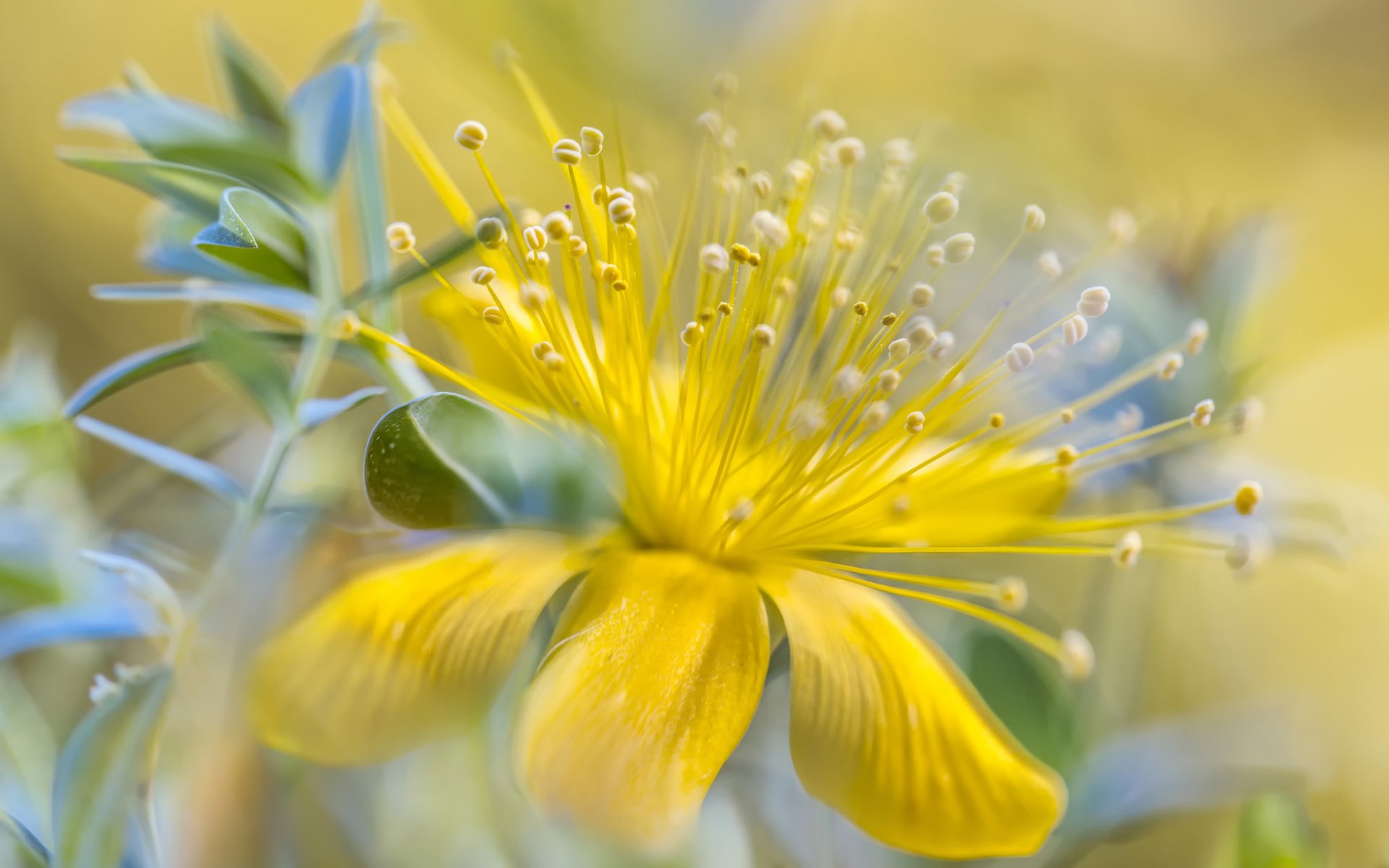 Обои желтый, цветок, лепестки, тычинки, yellow, flower, petals, stamens разрешение 2048x1365 Загрузить