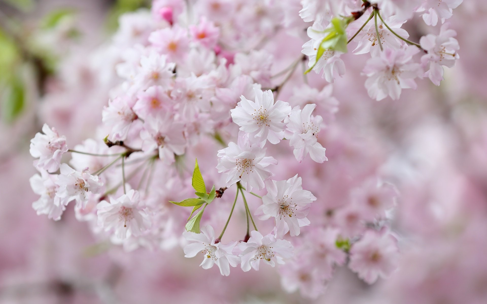 Обои цветы, цветение, ветки, весна, вишня, сакура, flowers, flowering, branches, spring, cherry, sakura разрешение 4971x3314 Загрузить