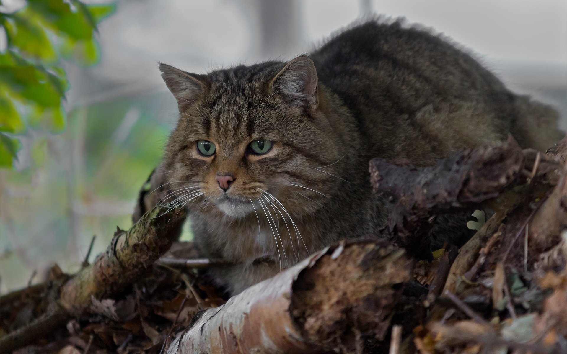 Обои глаза, усы, взгляд, дикая кошка, лесной кот, лесная кошка, eyes, mustache, look, wild cat, wildcat, forest cat разрешение 1920x1234 Загрузить