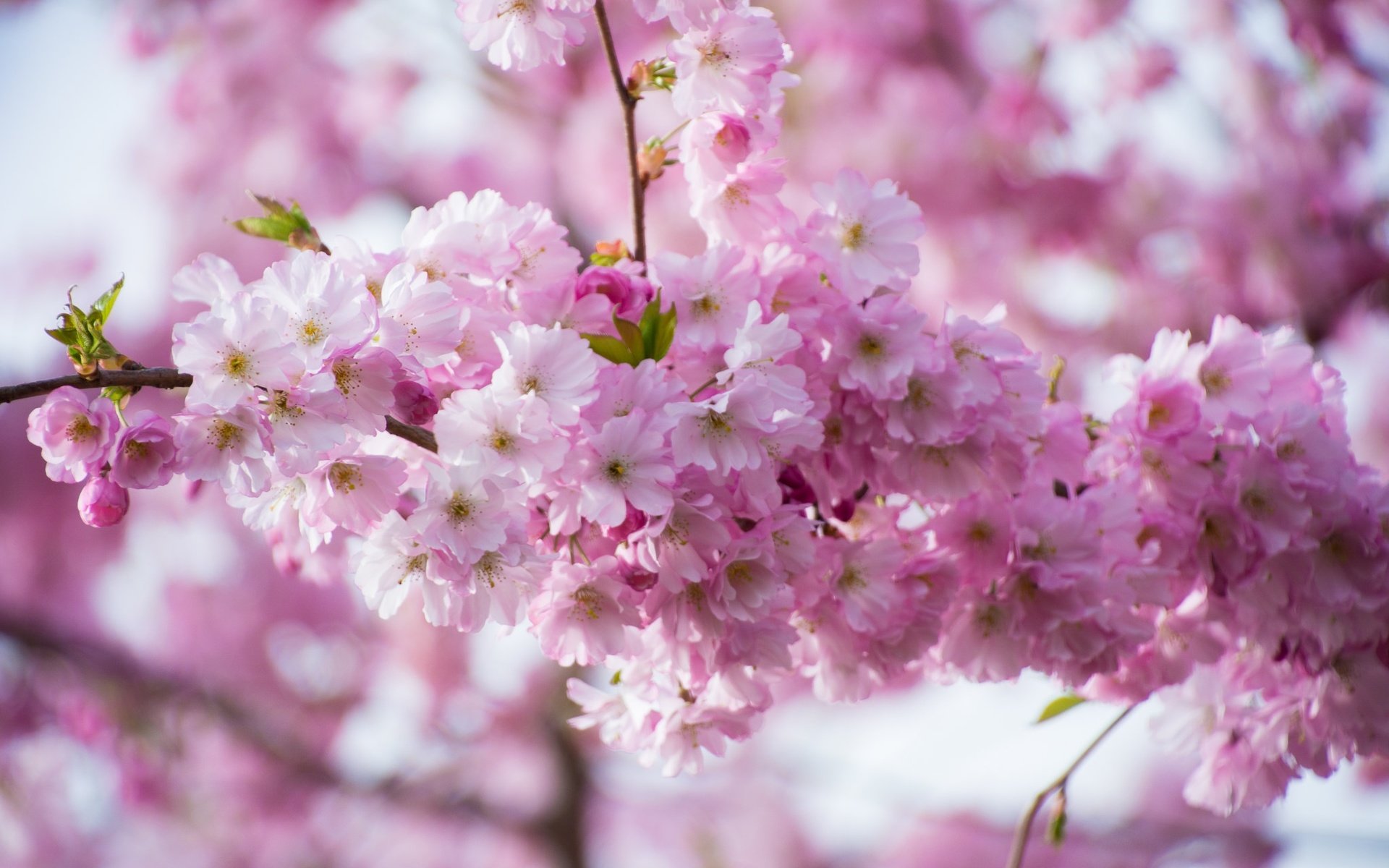 Обои ветка, цветение, весна, розовые, сакура, branch, flowering, spring, pink, sakura разрешение 2048x1365 Загрузить