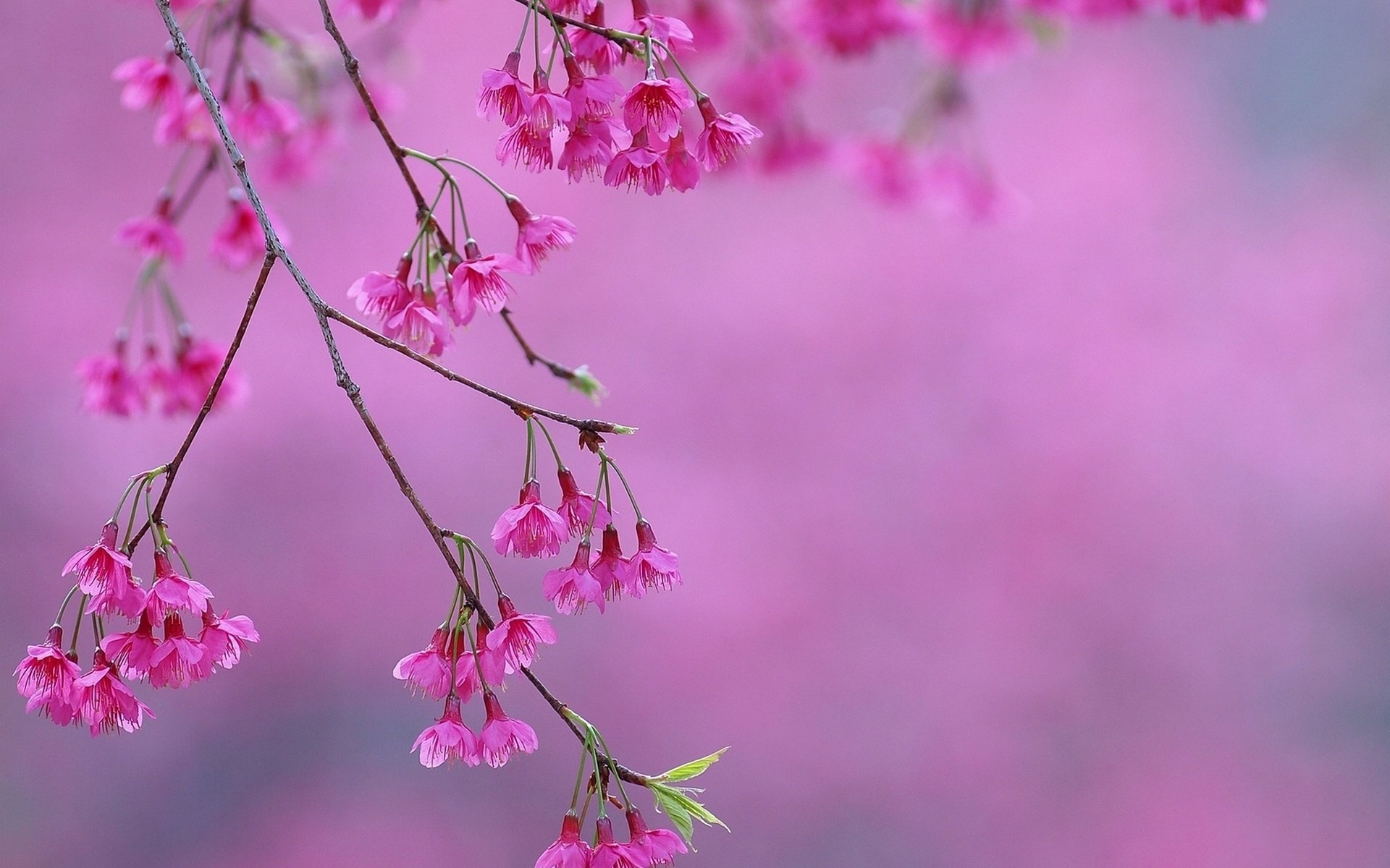 Обои цветение, весна, розовые, сакура, цветки, flowering, spring, pink, sakura, flowers разрешение 1920x1440 Загрузить