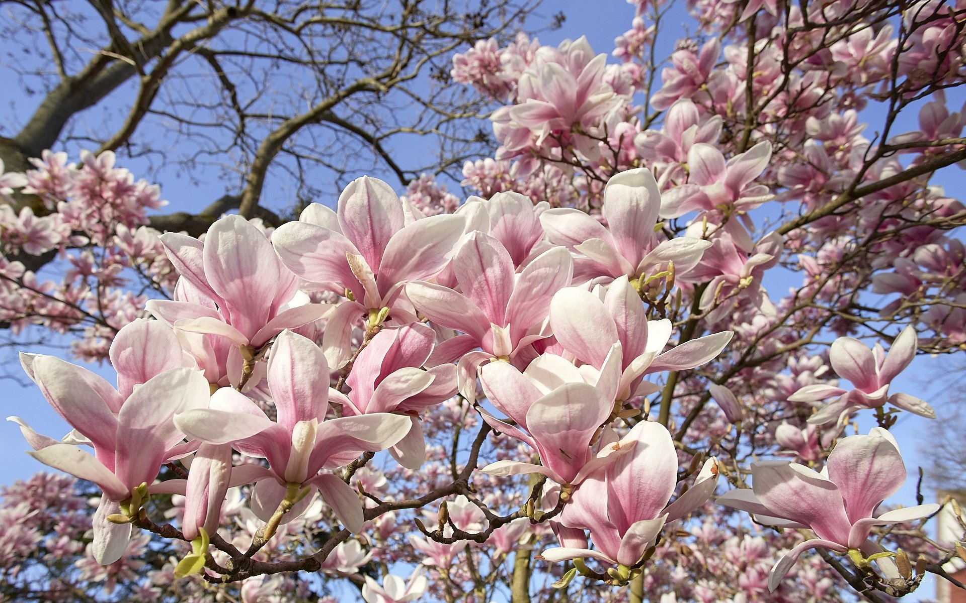 Обои небо, дерево, цветение, весна, магнолия, the sky, tree, flowering, spring, magnolia разрешение 1920x1211 Загрузить