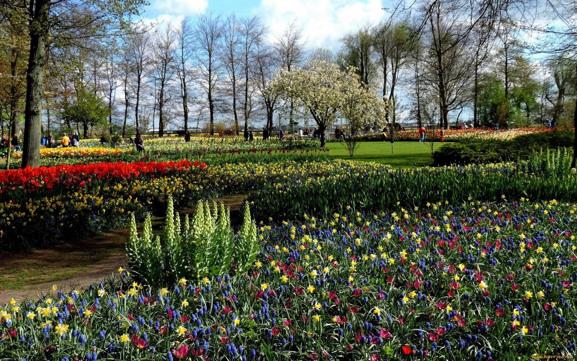 Обои природа, парк, весна, тюльпаны, нарциссы, клумбы, мускари, nature, park, spring, tulips, daffodils, beds, muscari разрешение 2560x1600 Загрузить