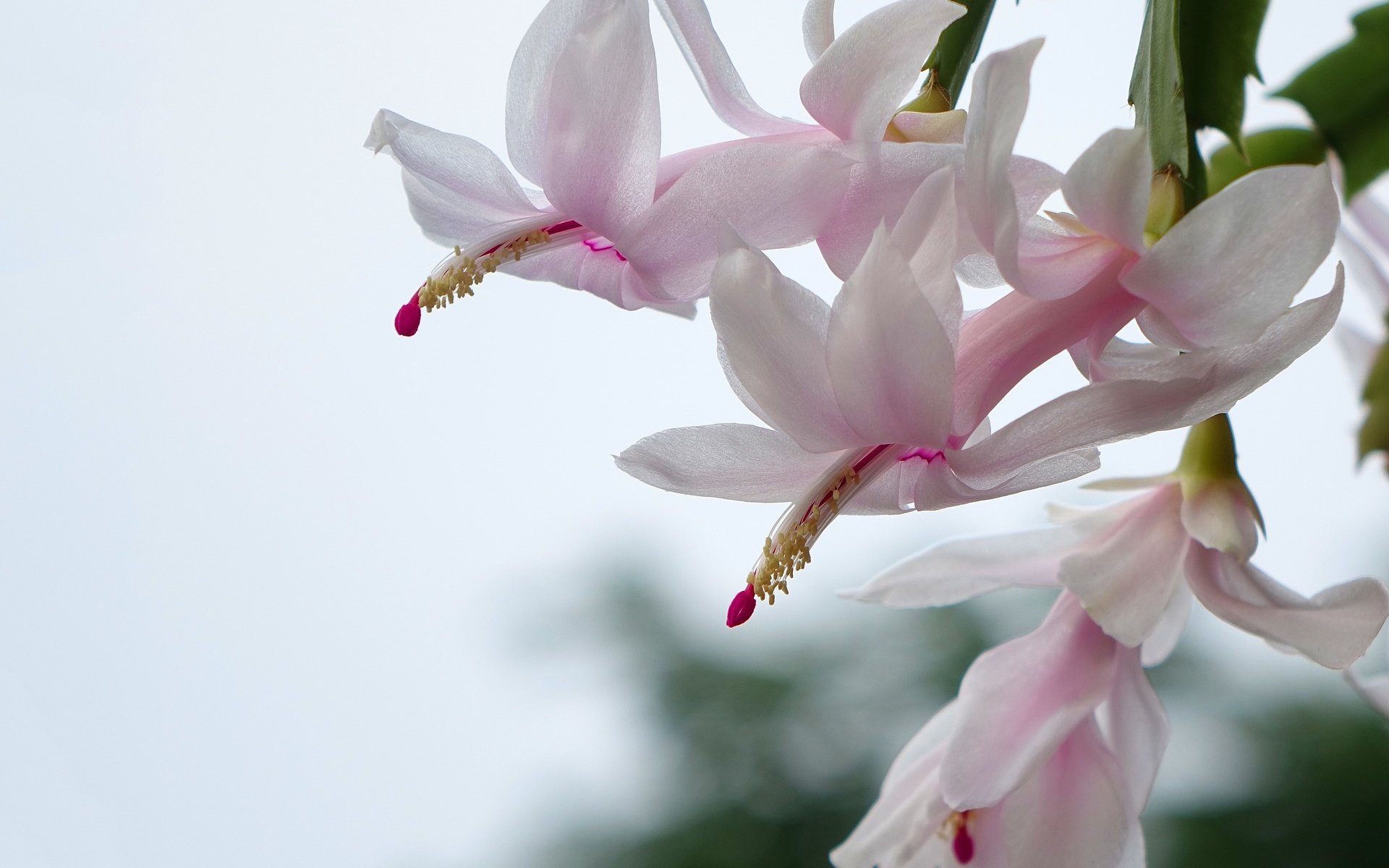 Обои цветок, декабрист, зигокактус, рождественник, комнатные цветы, flower, decembrist, the zigokaktus, rodstvennik, potted plants разрешение 1920x1411 Загрузить