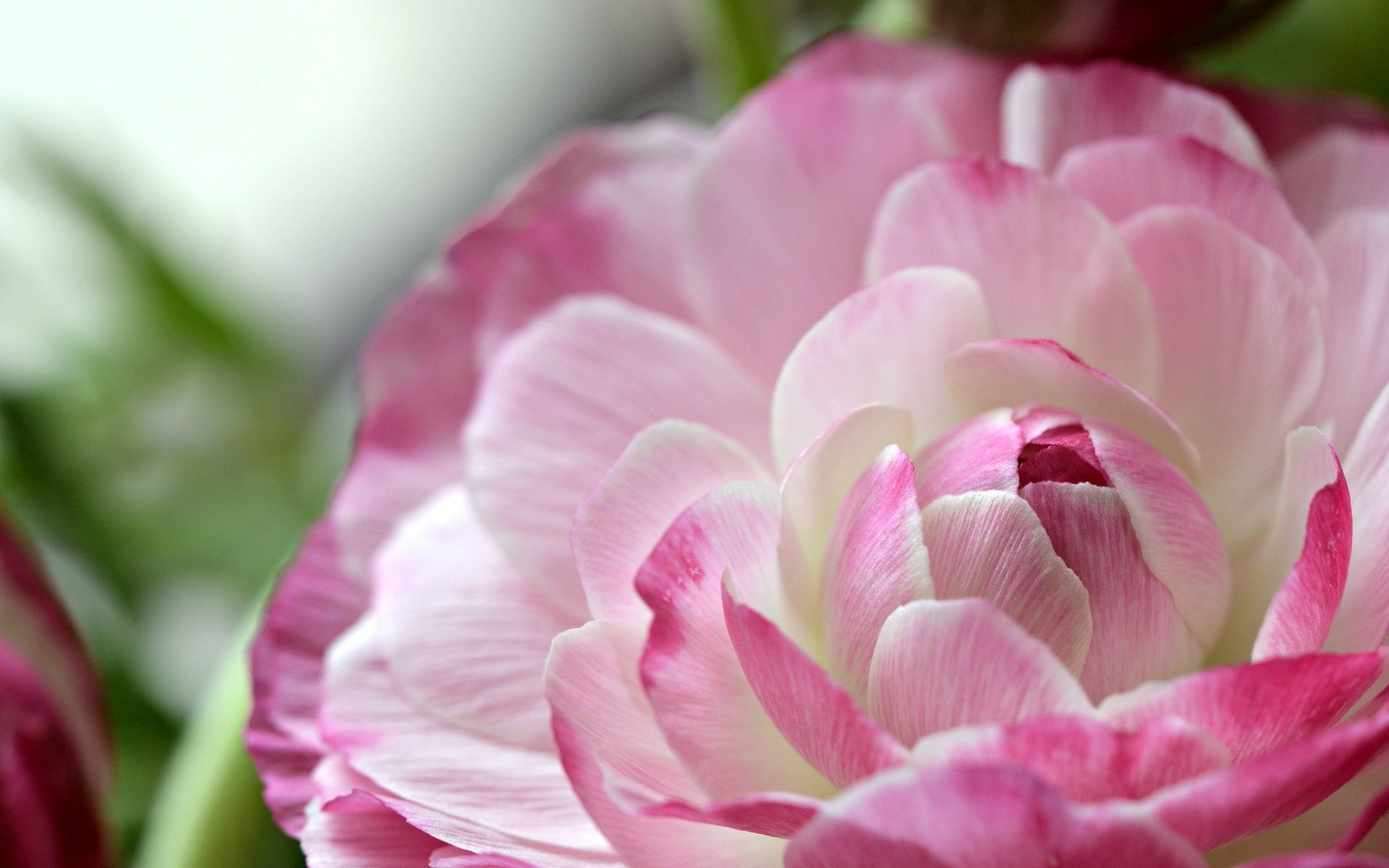 Обои макро, цветок, лепестки, ранункулюс, лютик, macro, flower, petals, ranunculus, buttercup разрешение 2917x1876 Загрузить