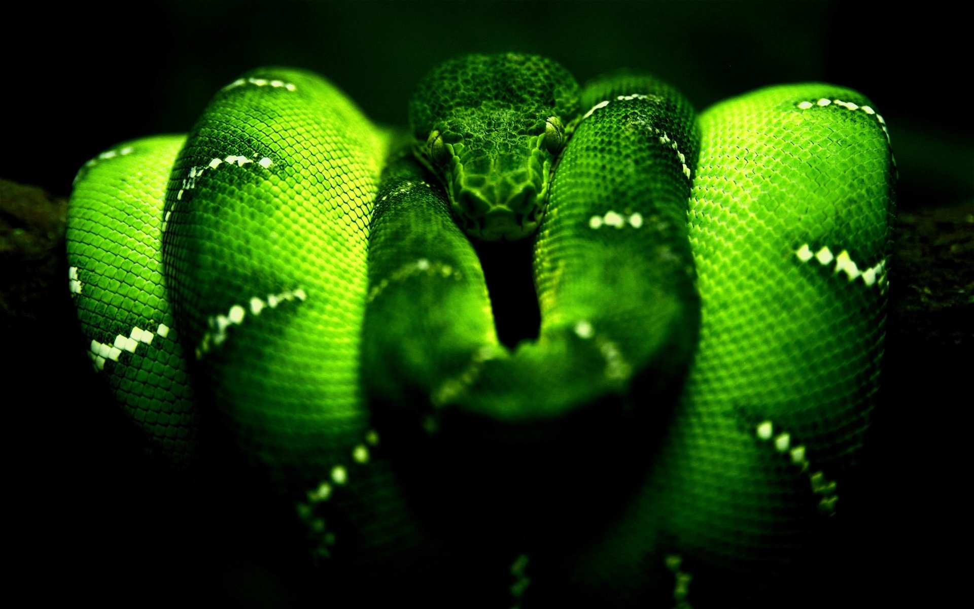 Обои змея, зеленая, питон, рептилия, пресмыкающиеся, пресмыкающееся, древесный питон, snake, green, python, reptile, reptiles разрешение 2560x1600 Загрузить