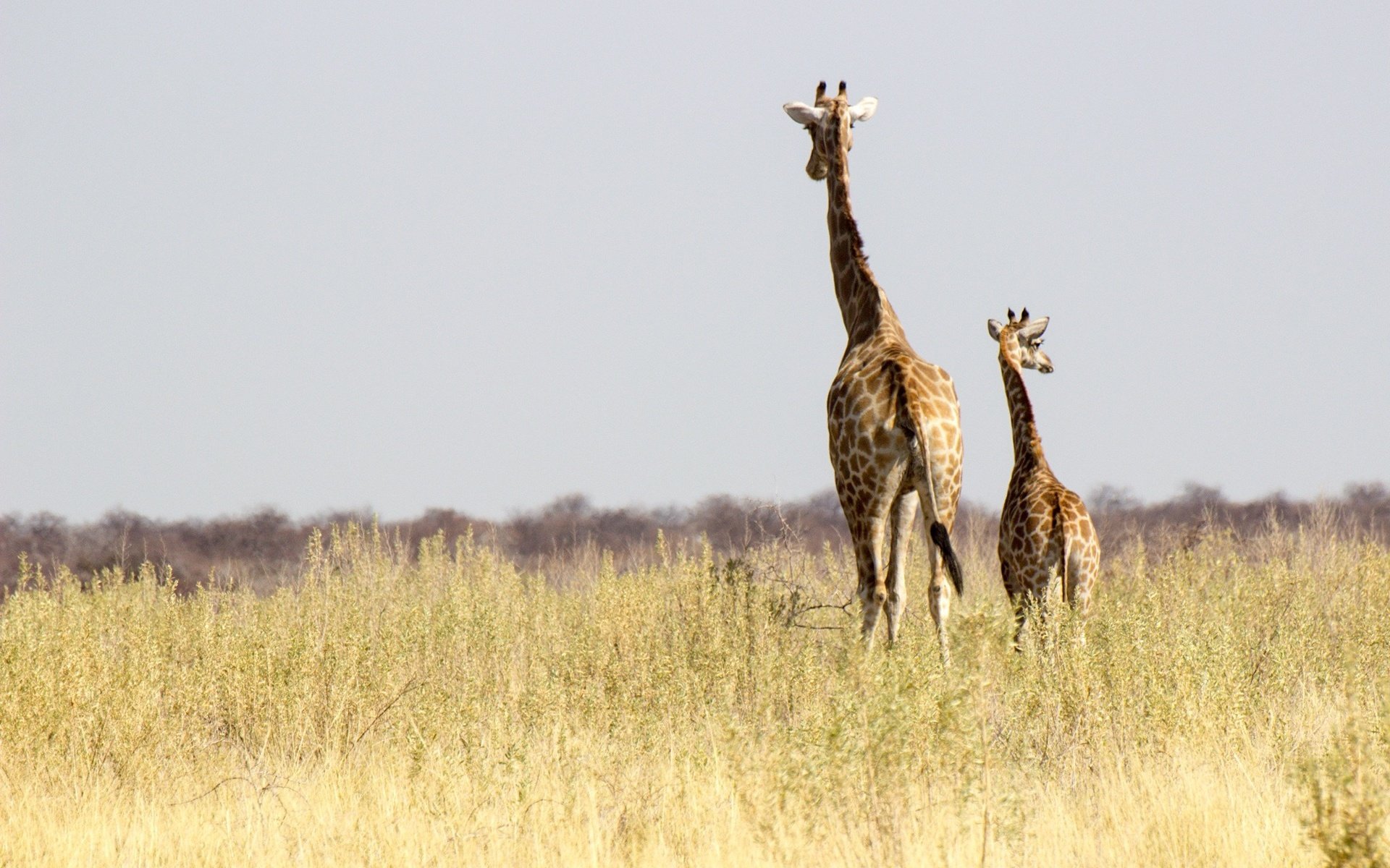 Обои солнце, африка, семья, жираф, дикая природа, жирафы, намибия, the sun, africa, family, giraffe, wildlife, giraffes, namibia разрешение 2048x1365 Загрузить
