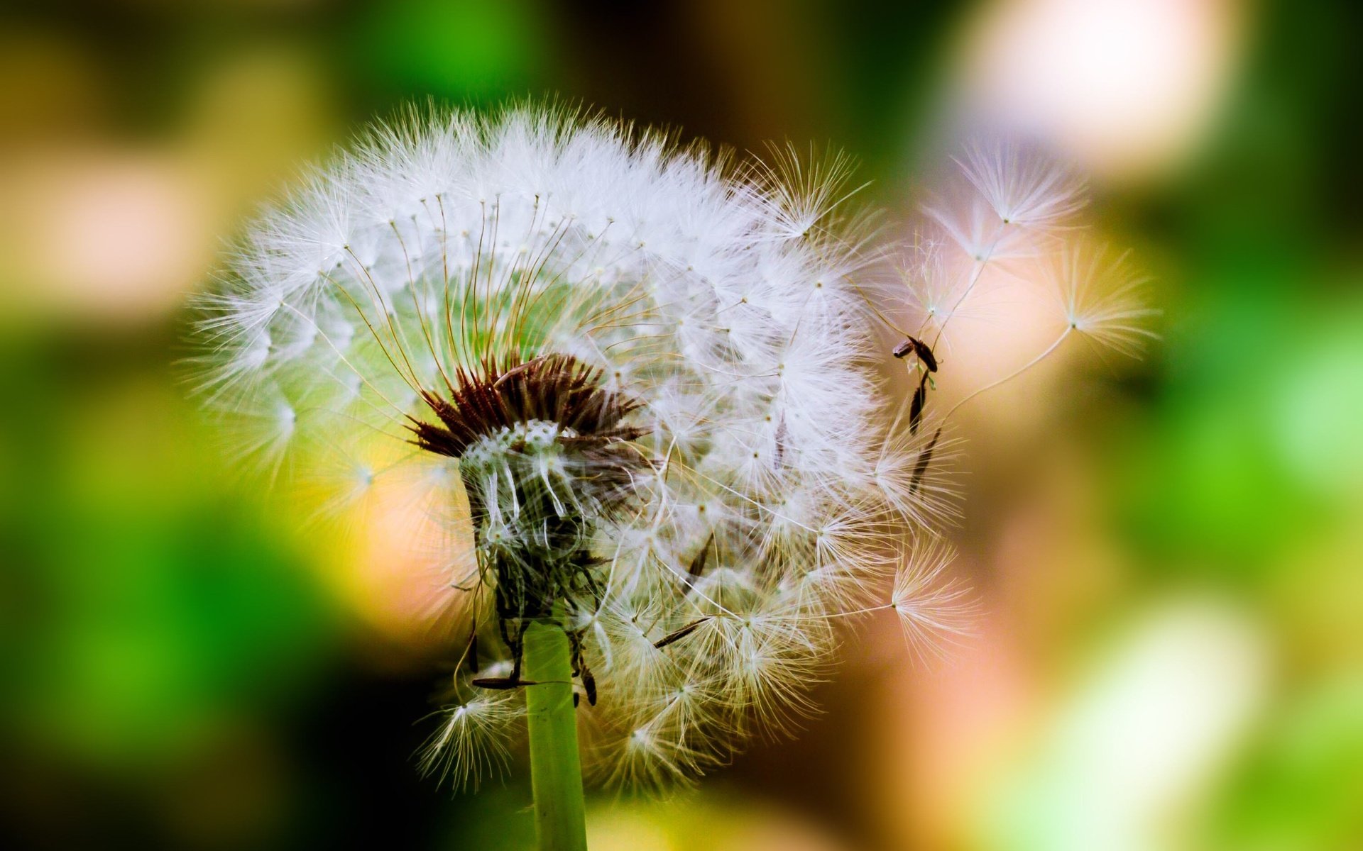 Обои цветок, одуванчик, семена, пух, пушинки, боке, былинки, flower, dandelion, seeds, fluff, fuzzes, bokeh, blade разрешение 3012x1940 Загрузить