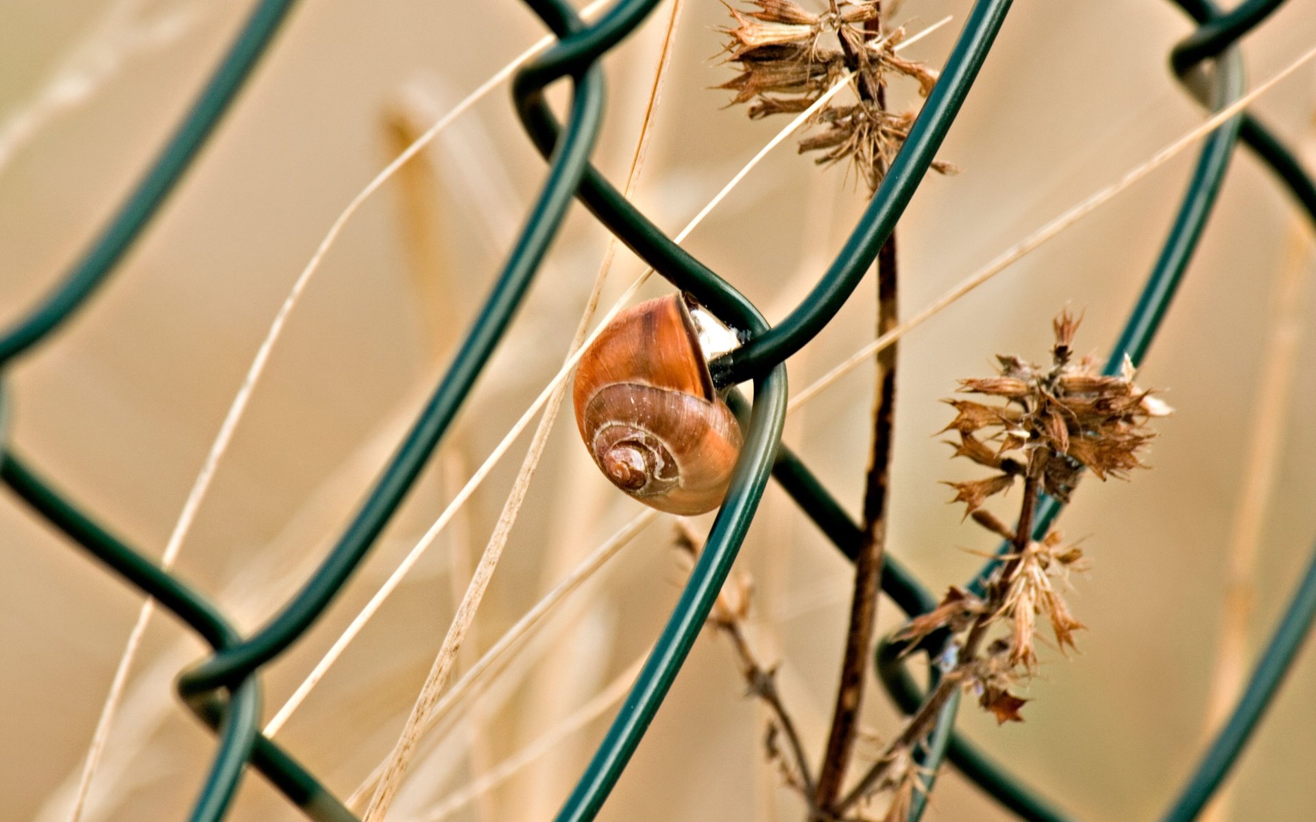 Обои макро, забор, сетка, улитка, сухая трава, macro, the fence, mesh, snail, dry grass разрешение 3888x2592 Загрузить