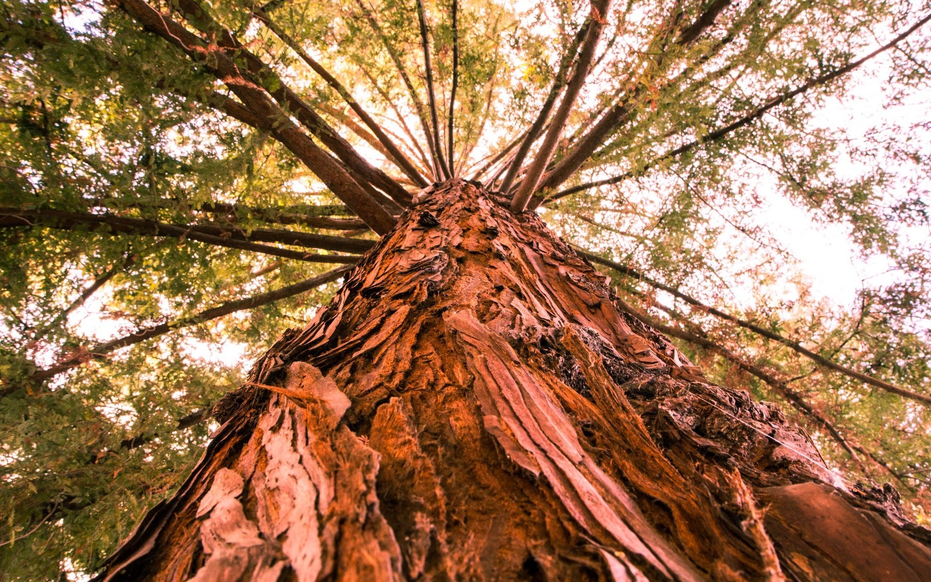 Обои дерево, ветки, ствол, кора, вид снизу, tree, branches, trunk, bark, bottom view разрешение 2048x1365 Загрузить