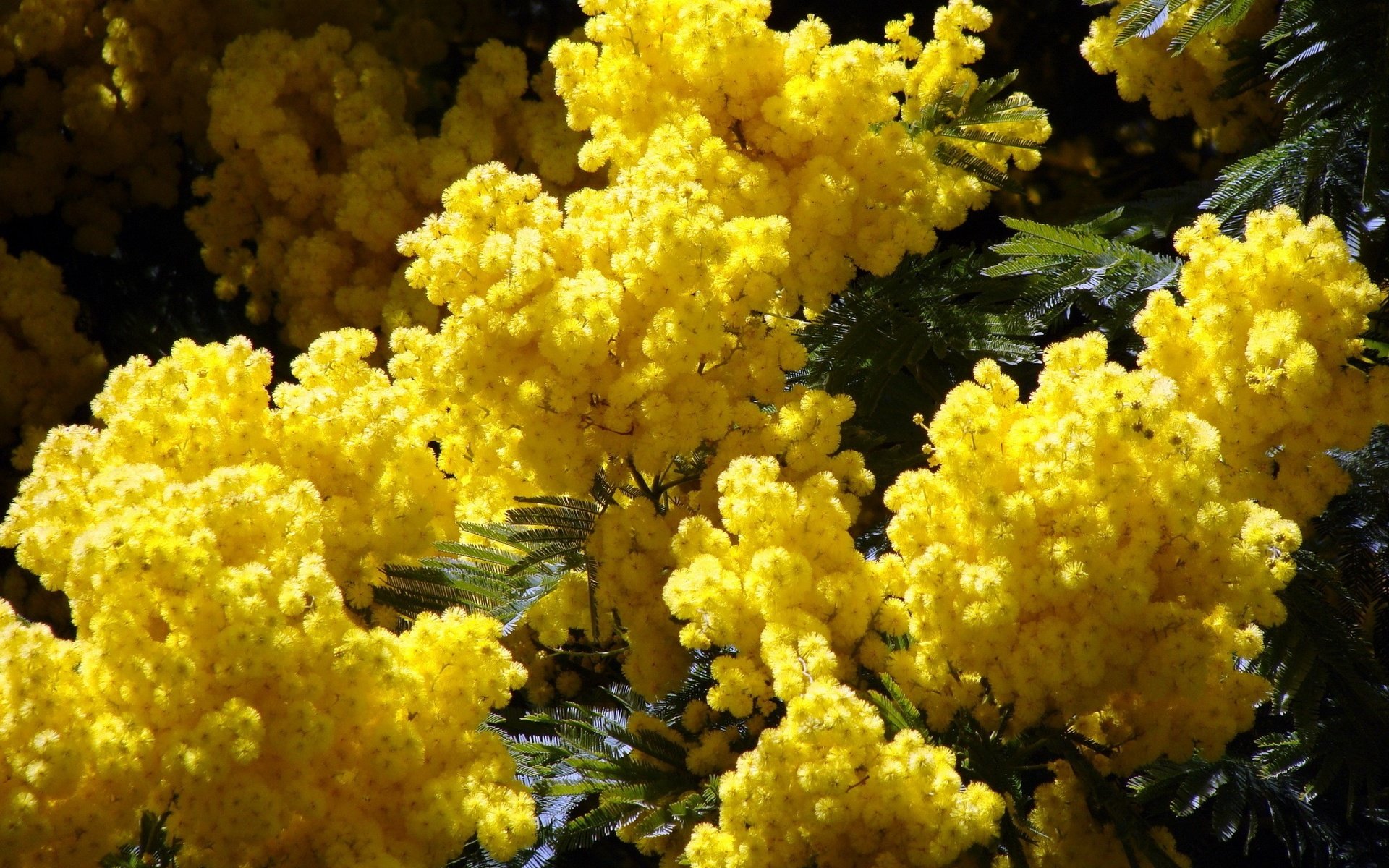 Обои цветы, природа, листья, весна, желтые, акация, мимоза, flowers, nature, leaves, spring, yellow, acacia, mimosa разрешение 2400x1800 Загрузить