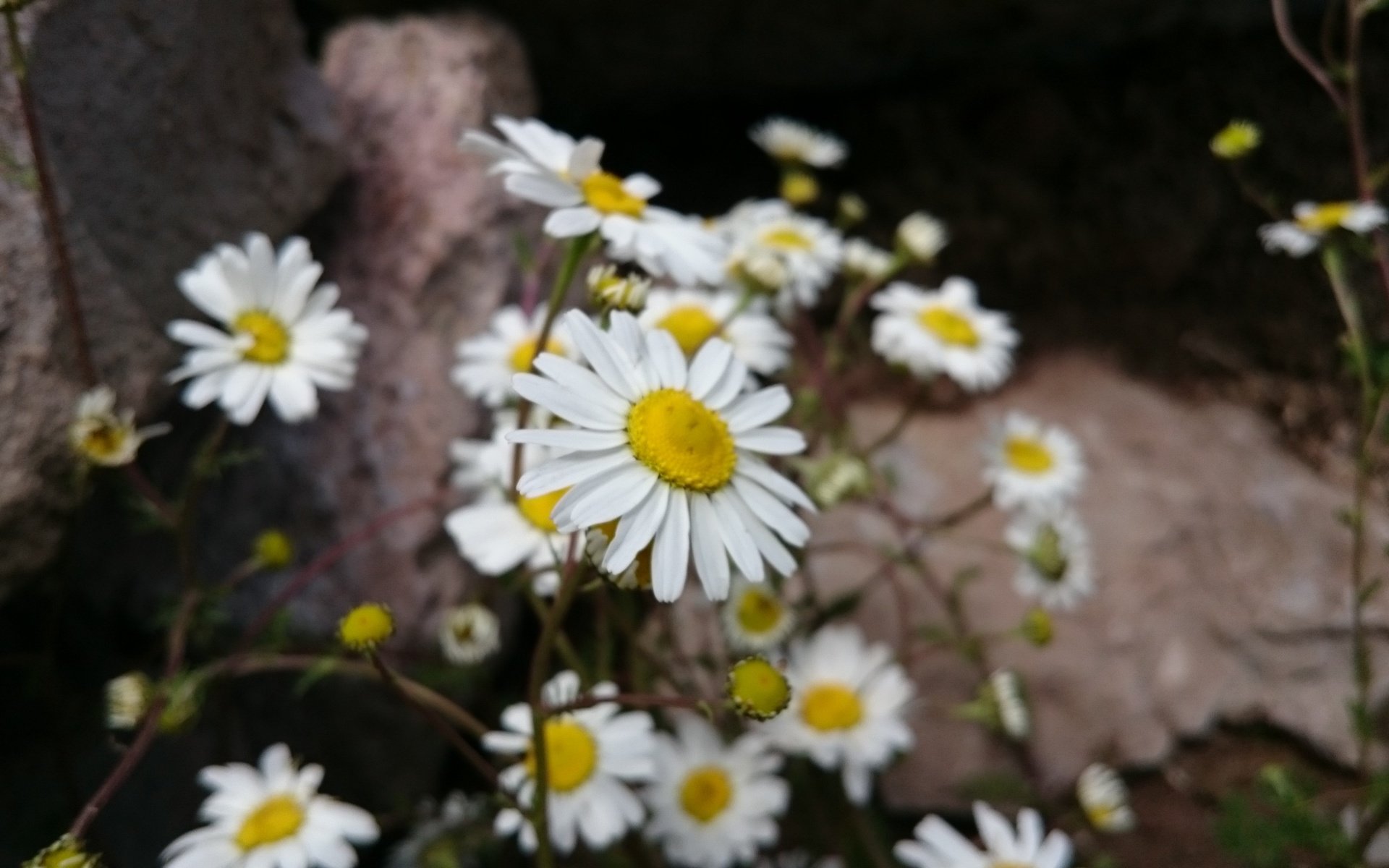 Обои цветы, лепестки, ромашки, белые, стебли, flowers, petals, chamomile, white, stems разрешение 3840x2160 Загрузить