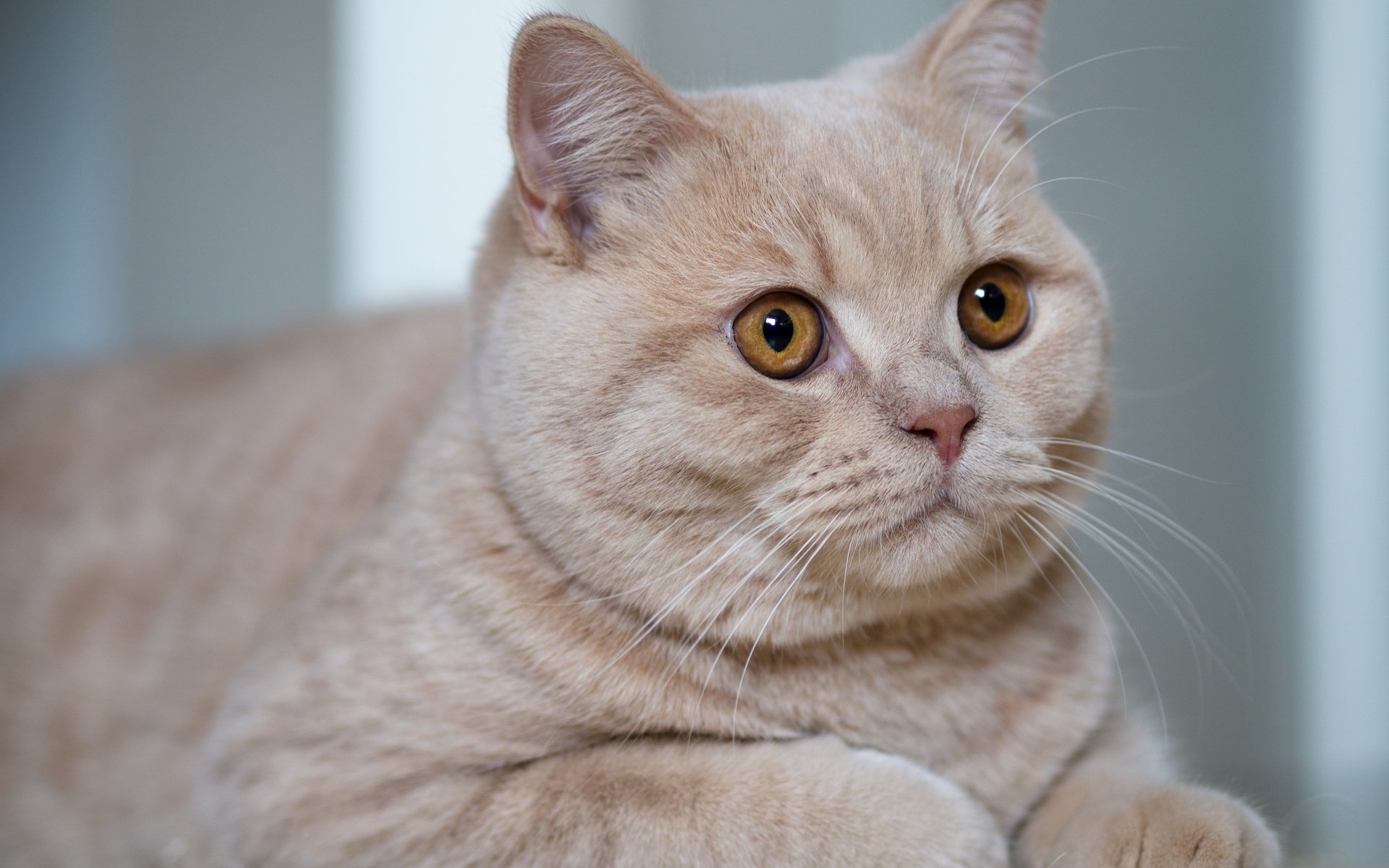 Обои портрет, кот, взгляд, красавец, британская кошка, portrait, cat, look, handsome, british cat разрешение 4608x3456 Загрузить