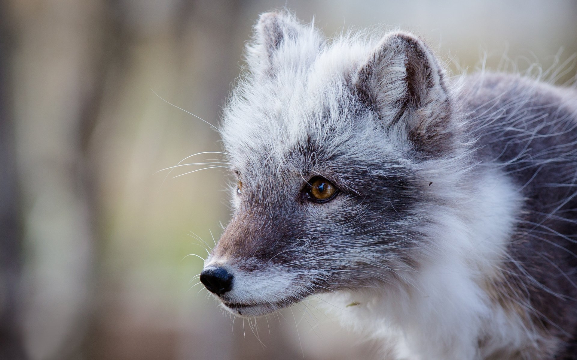 Обои мордочка, взгляд, песец, полярная лисица, арктическая лиса, muzzle, look, fox, polar fox, arctic fox разрешение 2542x1695 Загрузить