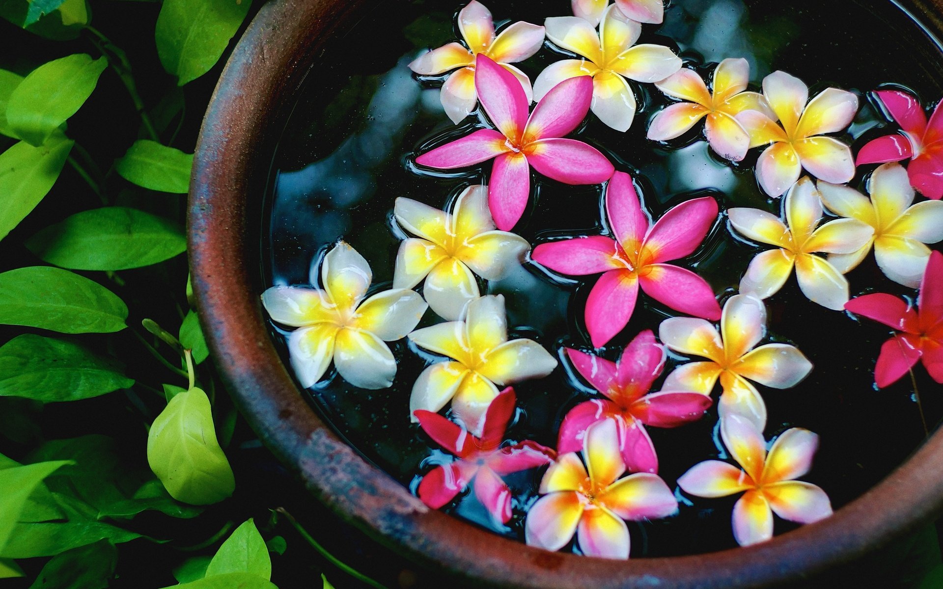 Обои цветы, вода, лепестки, чаша, плюмерия, flowers, water, petals, bowl, plumeria разрешение 4896x3264 Загрузить