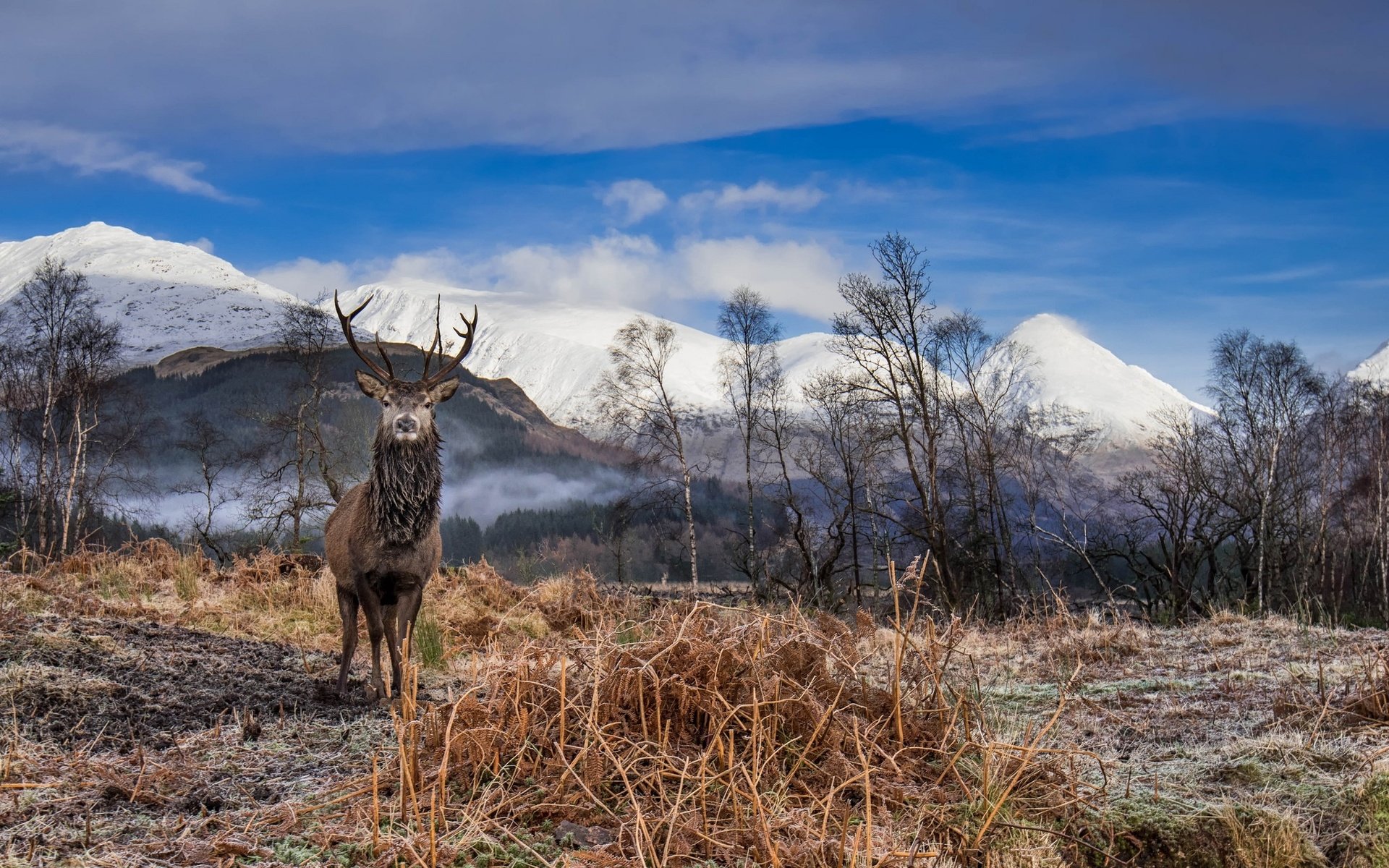 Обои небо, облака, горы, олень, рога, сухая трава, the sky, clouds, mountains, deer, horns, dry grass разрешение 2048x1367 Загрузить