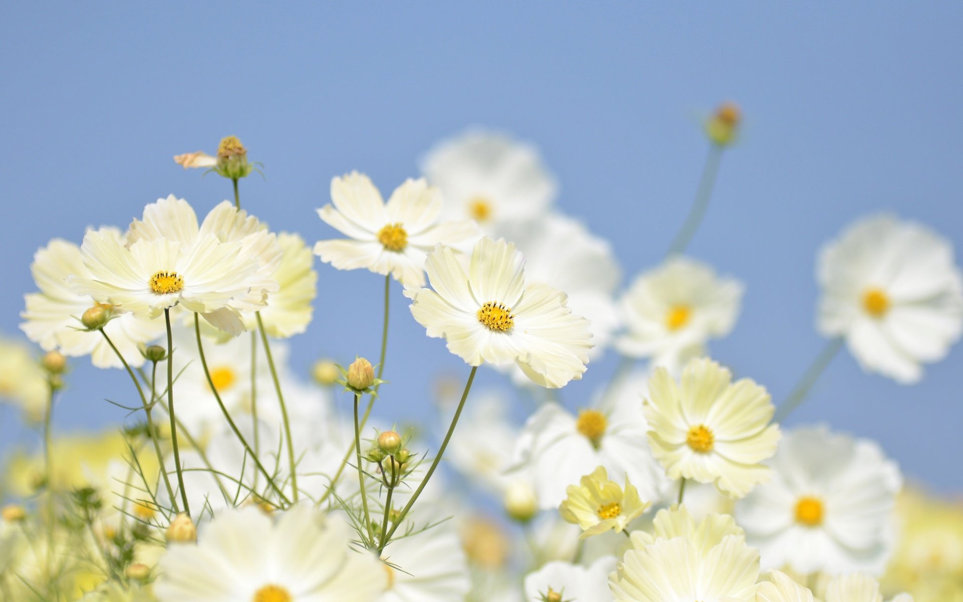 Обои небо, цветы, бутоны, лепестки, белые, крупный план, космея, the sky, flowers, buds, petals, white, close-up, kosmeya разрешение 2048x1356 Загрузить