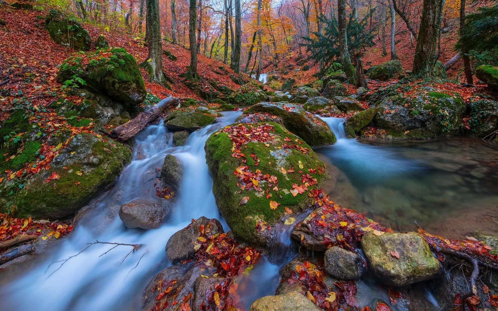 Обои деревья, камни, лес, листья, осень, россия, крым, ручьи, trees, stones, forest, leaves, autumn, russia, crimea, streams разрешение 1920x1280 Загрузить