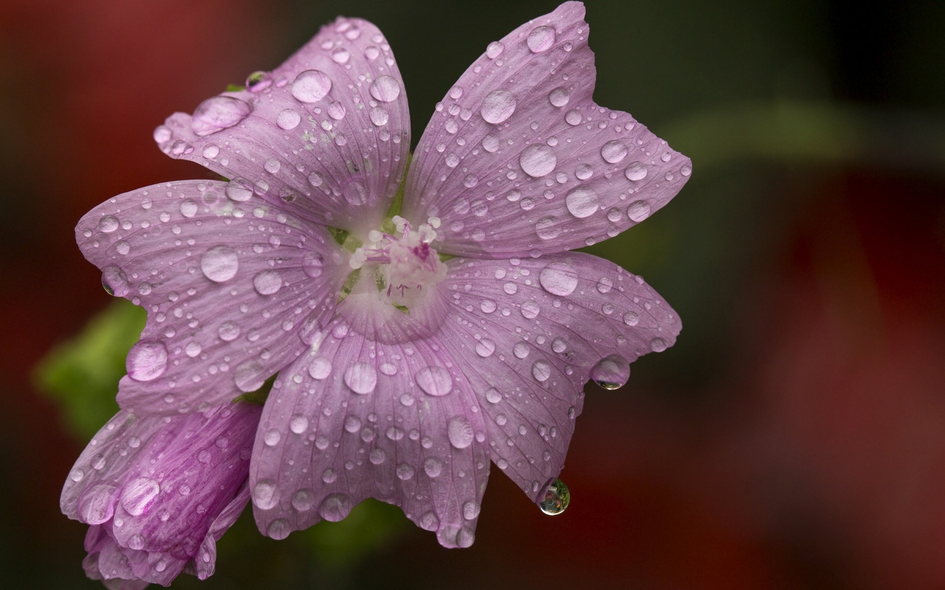 Обои макро, цветок, капли, размытость, розовый цветок, мальва, macro, flower, drops, blur, pink flower, mallow разрешение 4803x3840 Загрузить