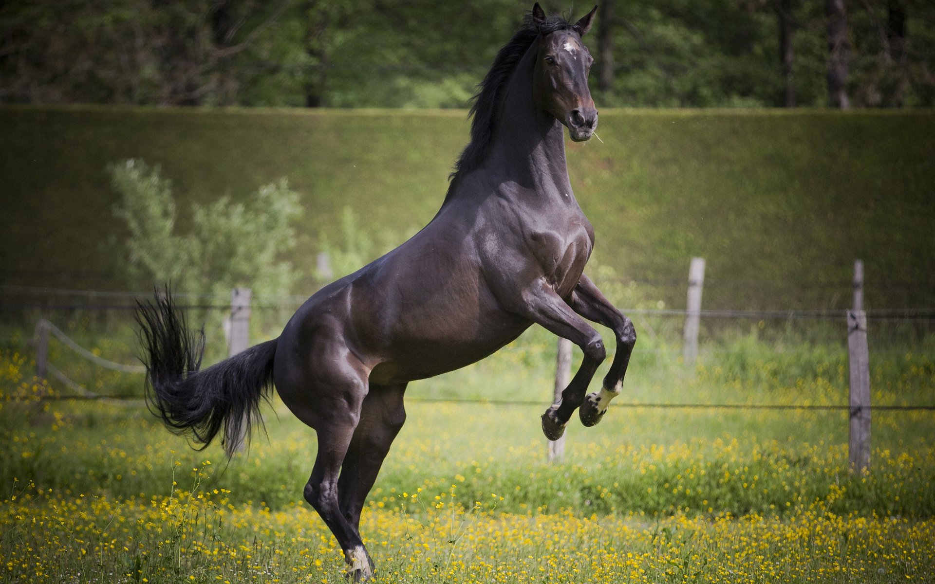 Обои лошадь, конь, грива, хвост, жеребец, horse, mane, tail, stallion разрешение 2880x1800 Загрузить