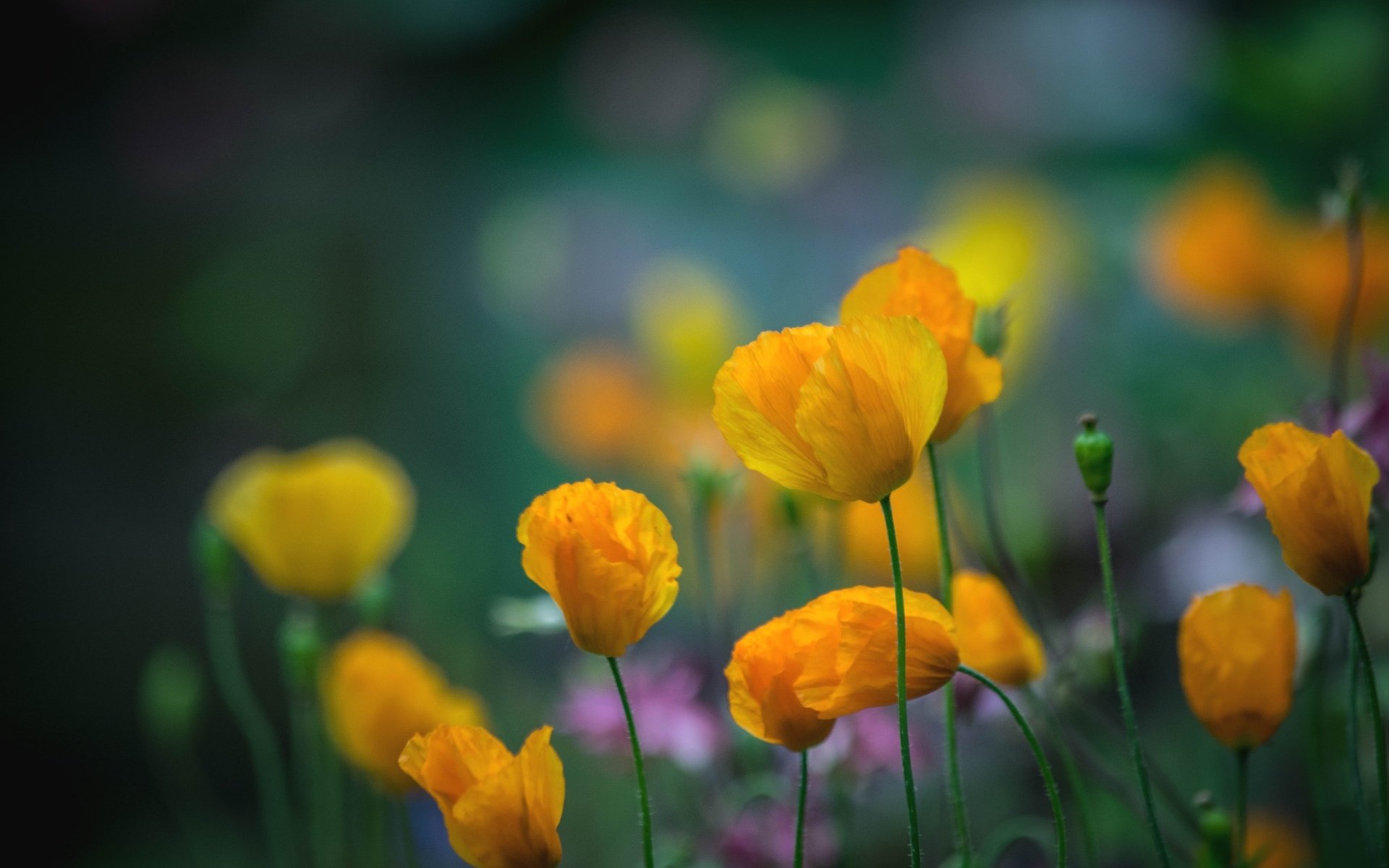 Обои цветы, лепестки, маки, луг, стебли, желтые, yellow poppies, flowers, petals, maki, meadow, stems, yellow разрешение 2048x1365 Загрузить