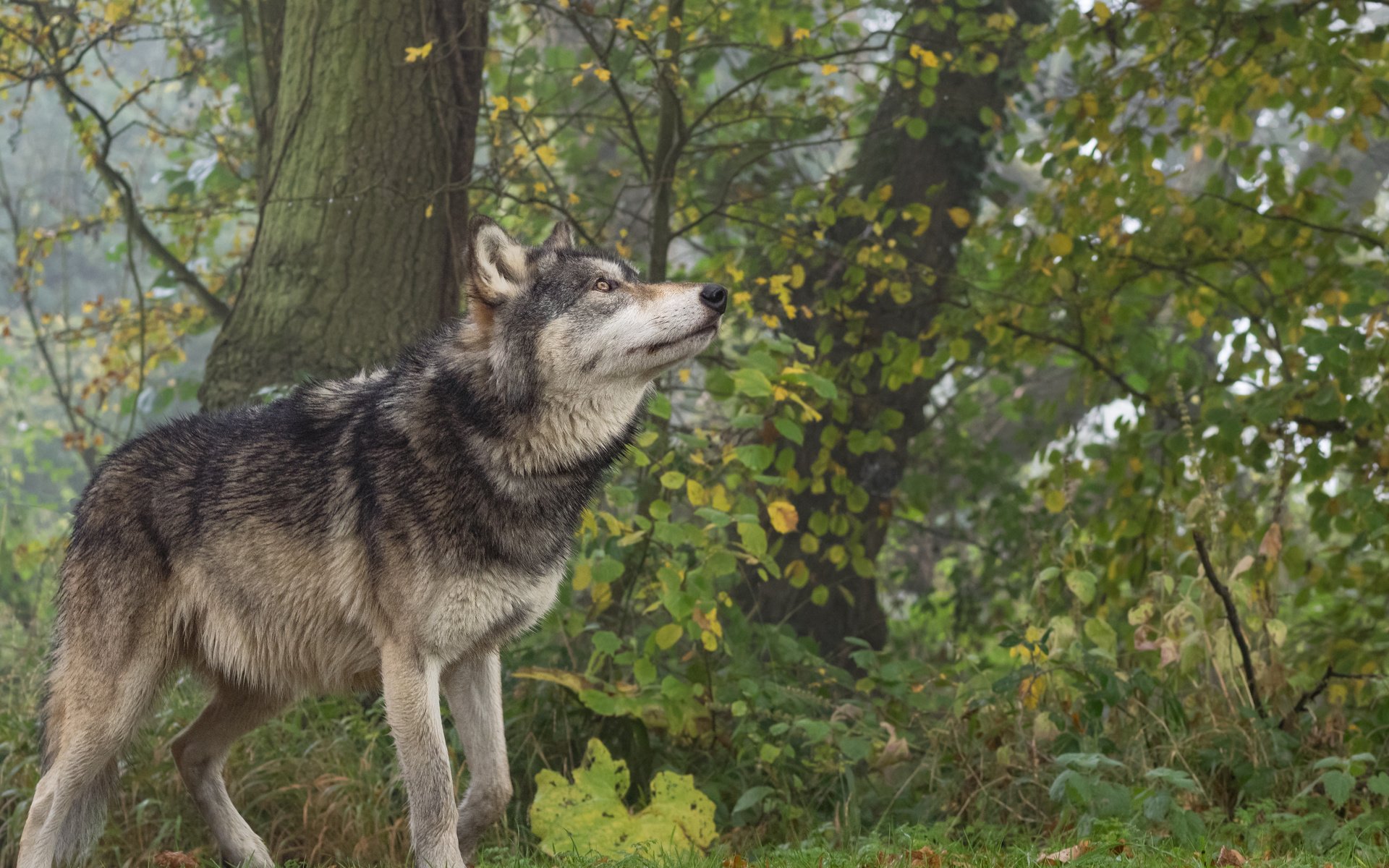 Обои природа, лес, животное, волк, nature, forest, animal, wolf разрешение 4608x3456 Загрузить