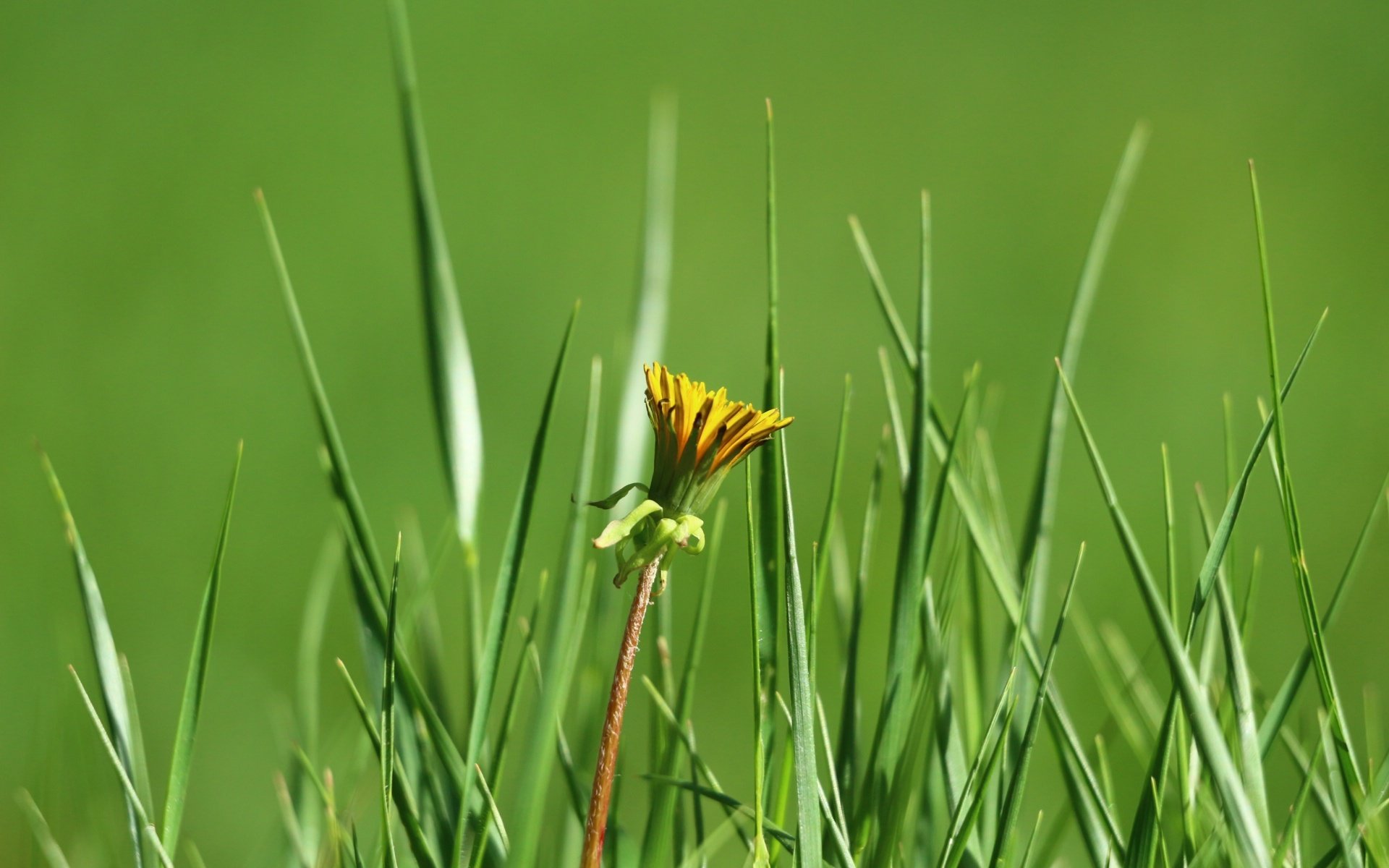 Обои трава, зелень, цветок, одуванчик, grass, greens, flower, dandelion разрешение 1920x1280 Загрузить
