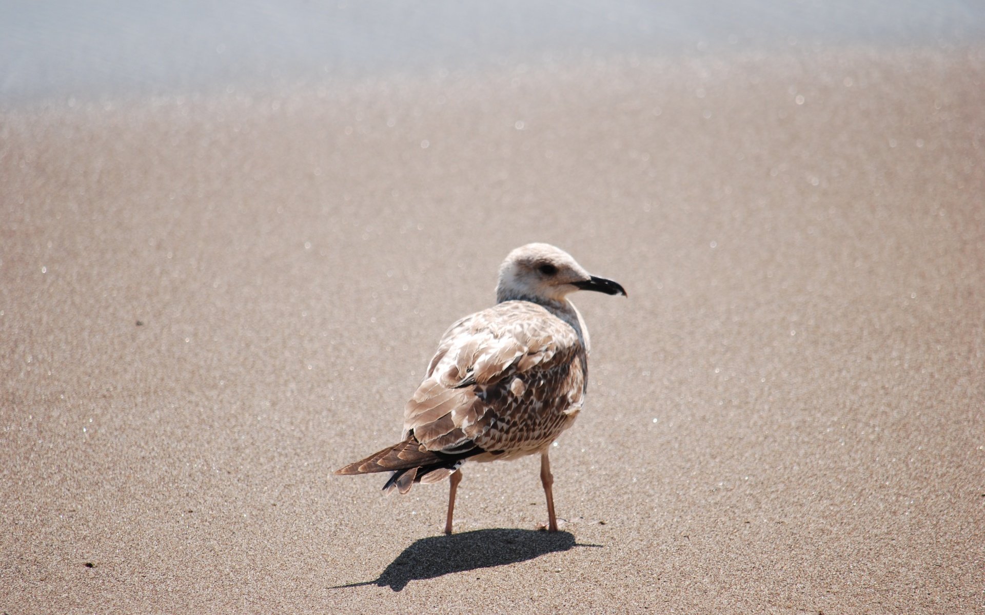 Обои песок, чайка, птица, клюв, перья, sand, seagull, bird, beak, feathers разрешение 3872x2592 Загрузить