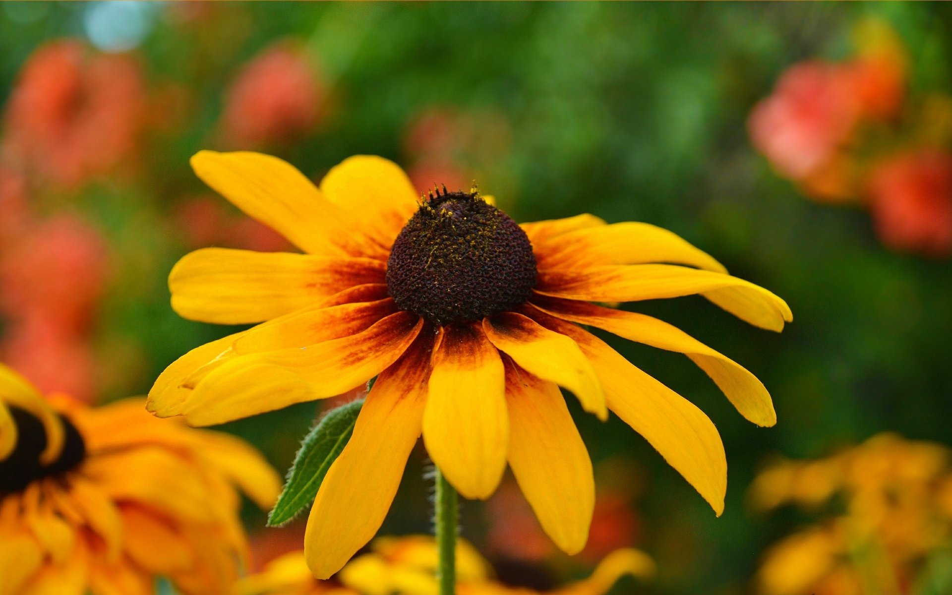 Обои желтый, цветок, лепестки, рудбекия, yellow, flower, petals, rudbeckia разрешение 3002x1854 Загрузить