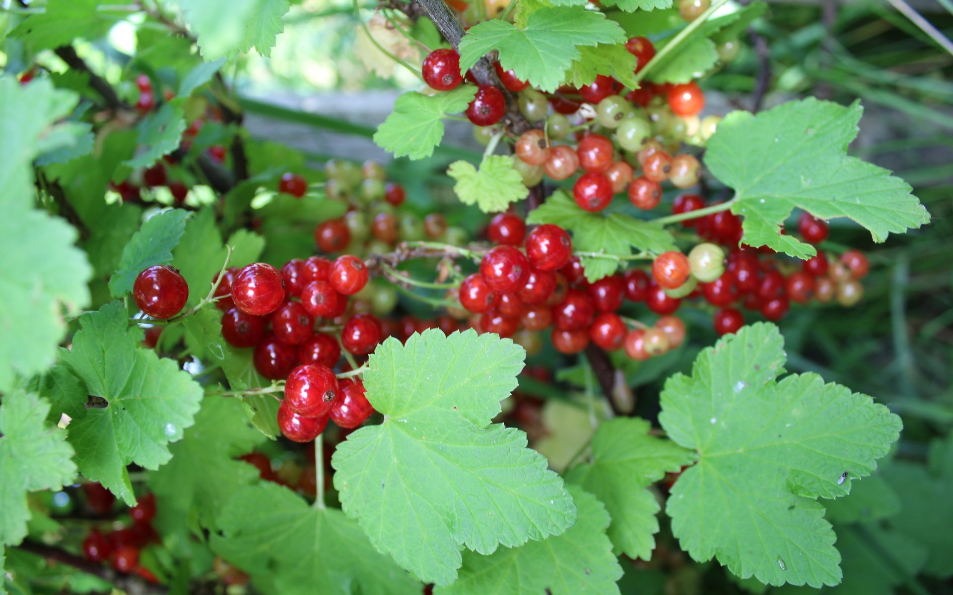 Смородина лист ягоды. Смородина Альпийская ribes alpinum. Смородина Калина. Смородина красная. Смородина Софиевская.