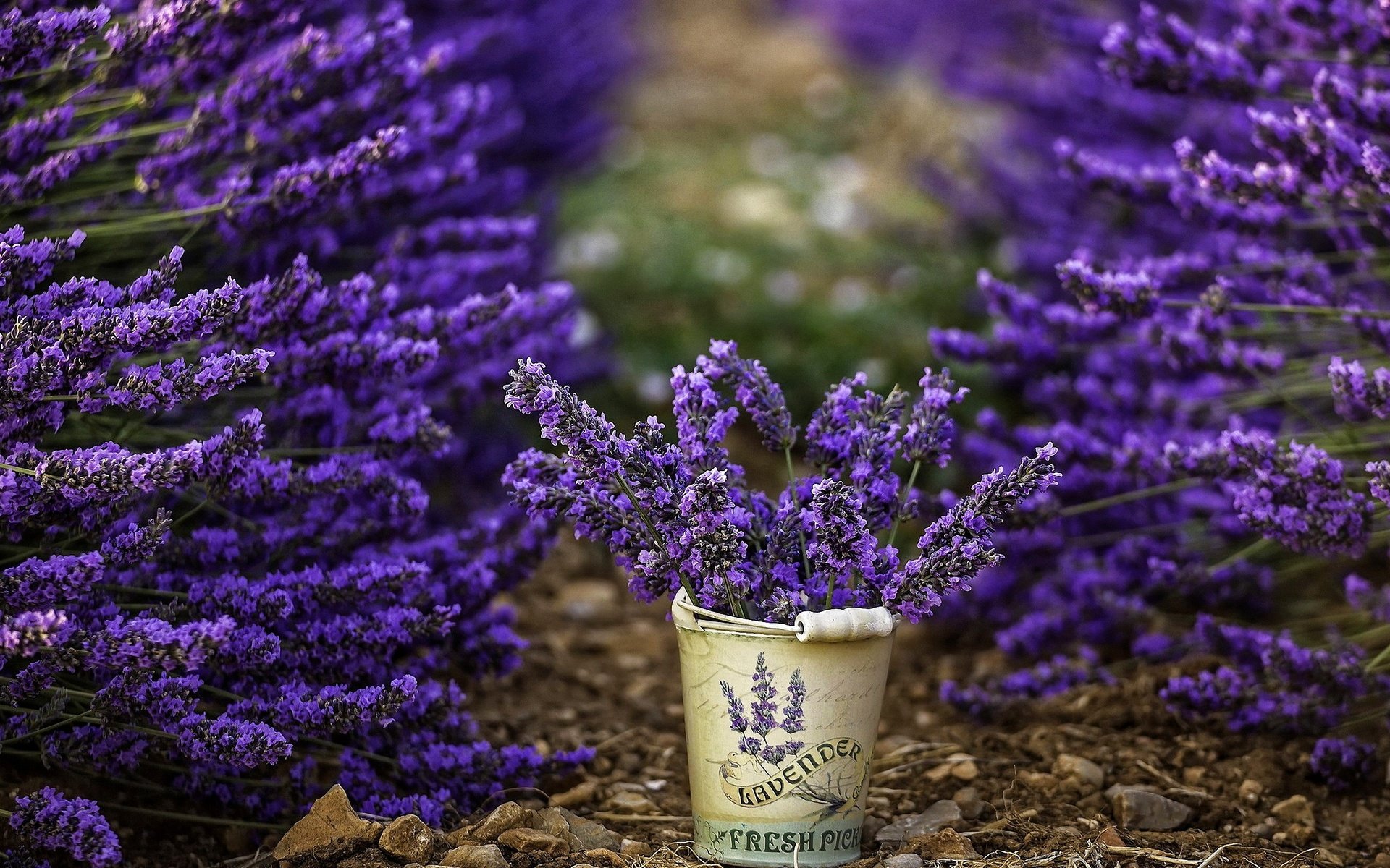 Обои цветы, лаванда, ведерко, flowers, lavender, bucket разрешение 2880x1620 Загрузить