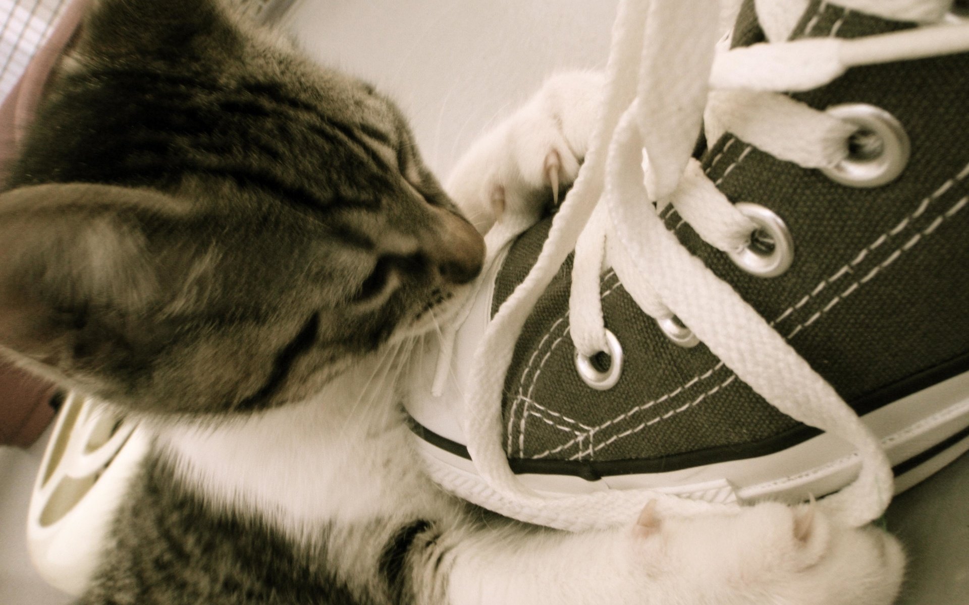 Обои кот, мордочка, кошка, взгляд, котенок, кеды, шнурки, cat, muzzle, look, kitty, sneakers, laces разрешение 3968x2976 Загрузить