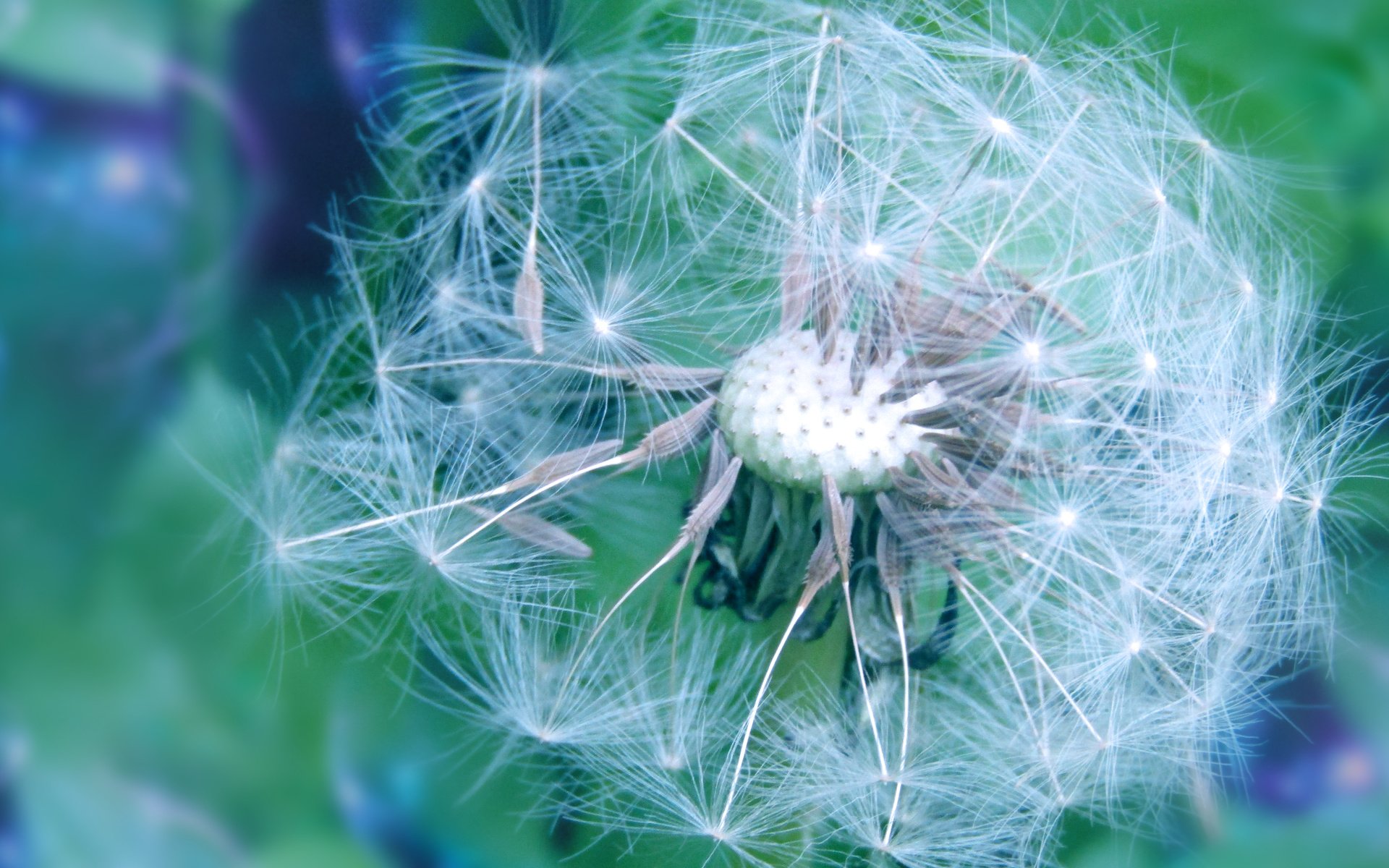 Обои цветы природа боке весна пух одуванчик, flowers nature bokeh spring dandelion fluff разрешение 5152x2896 Загрузить