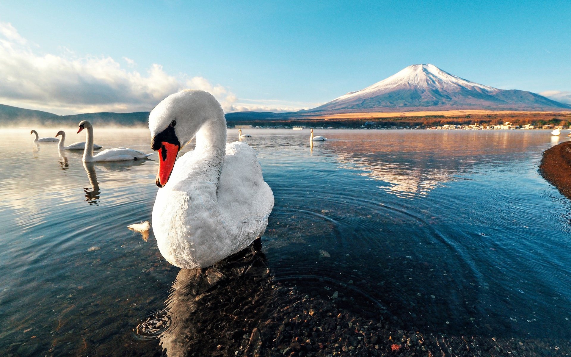 Обои снег, закат, гора, лебедь, лейка, заря, snow, sunset, mountain, swan, lake, dawn разрешение 2048x1365 Загрузить