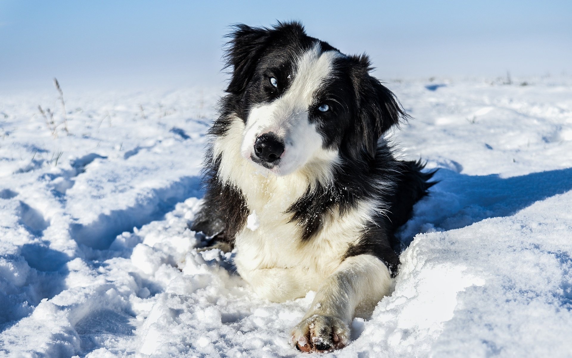 Обои снег, зима, мордочка, взгляд, собака, пес, бордер-колли, snow, winter, muzzle, look, dog, the border collie разрешение 2880x1732 Загрузить